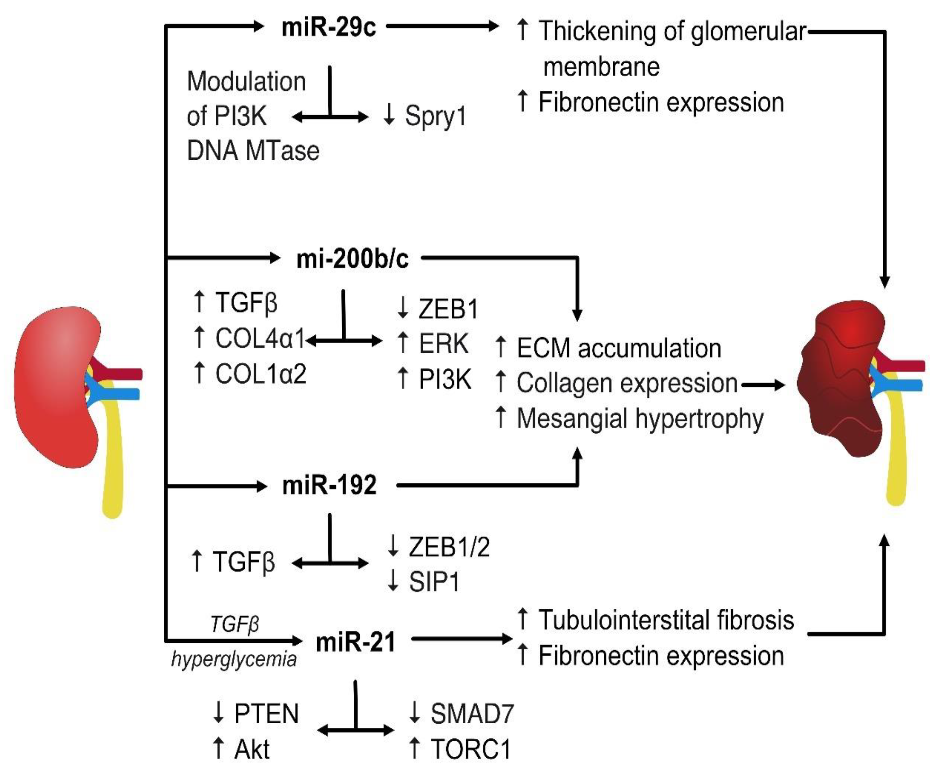 Ijms 24 06214 g001 Ijms 24 06214 g001