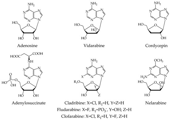 Structure−Activity Relationship of Purine Ribonucleosides for