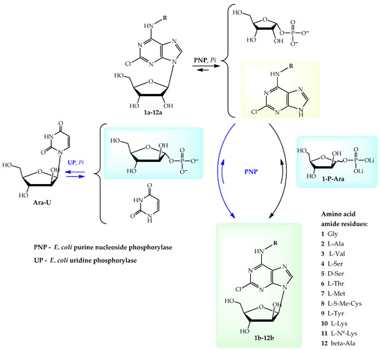 Structure−Activity Relationship of Purine Ribonucleosides for