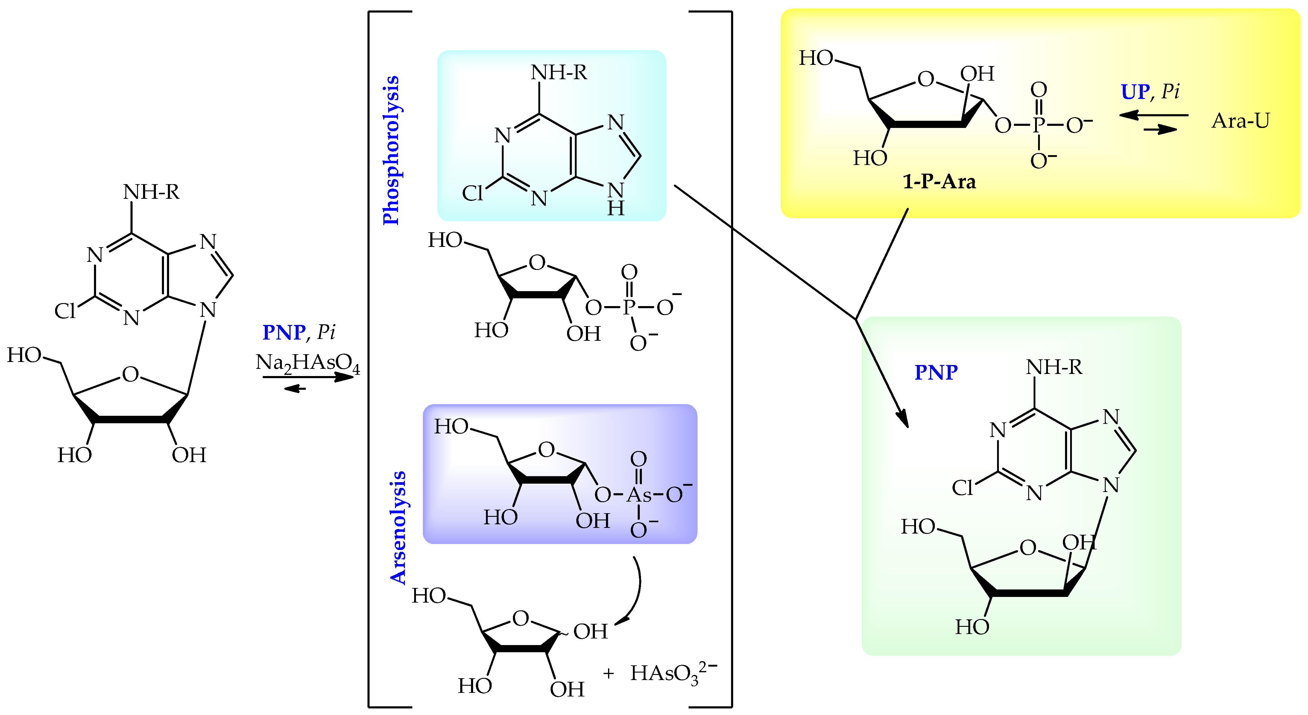 Ijms 24 06223 sch002 Ijms 24 06223 sch002
