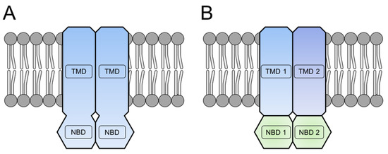 Structural basis of lipoprotein recognition by the bacterial Lol