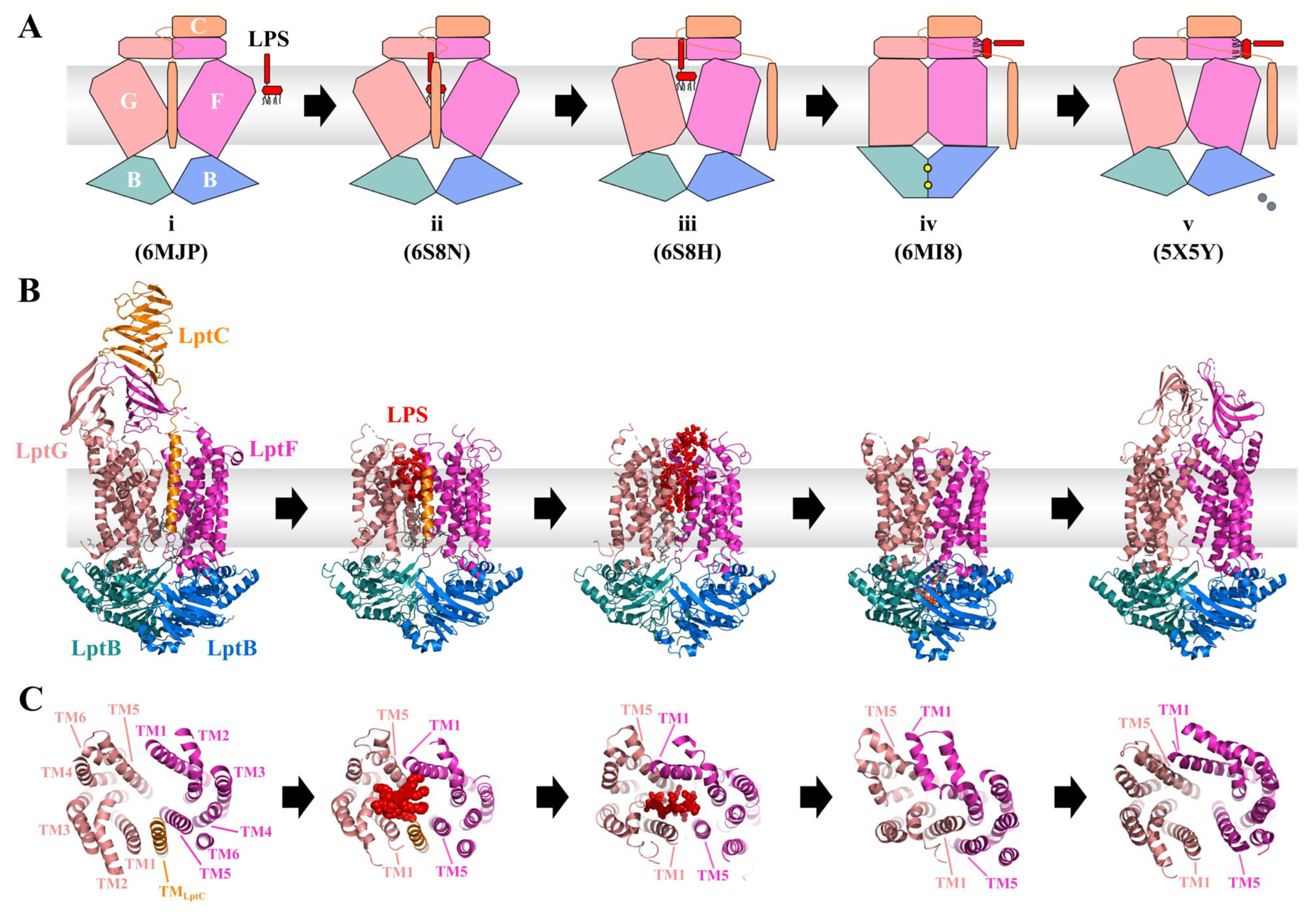 Ijms 24 06227 g007 Ijms 24 06227 g007