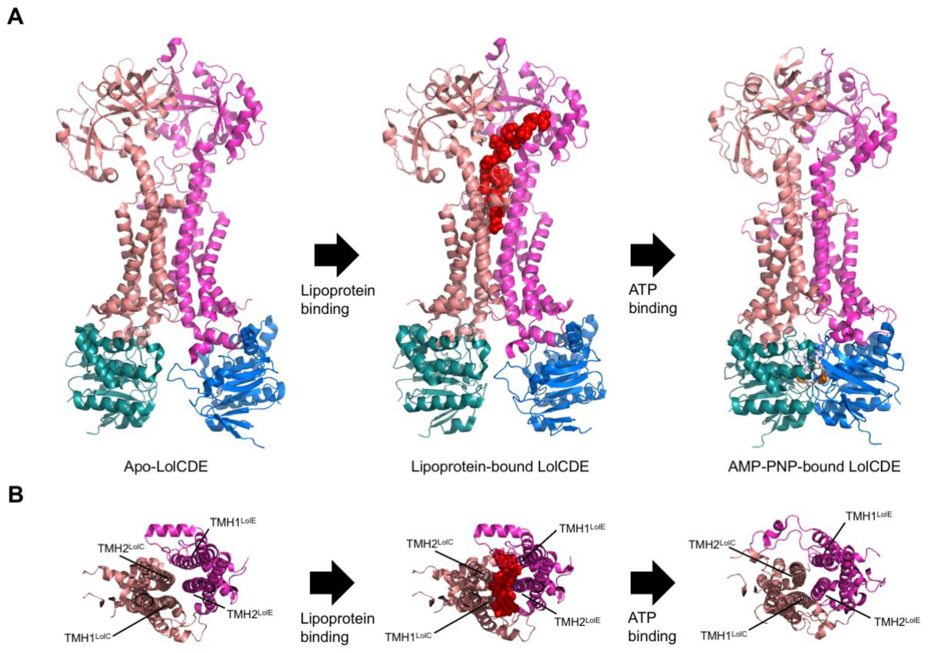 Ijms 24 06227 g011 Ijms 24 06227 g011