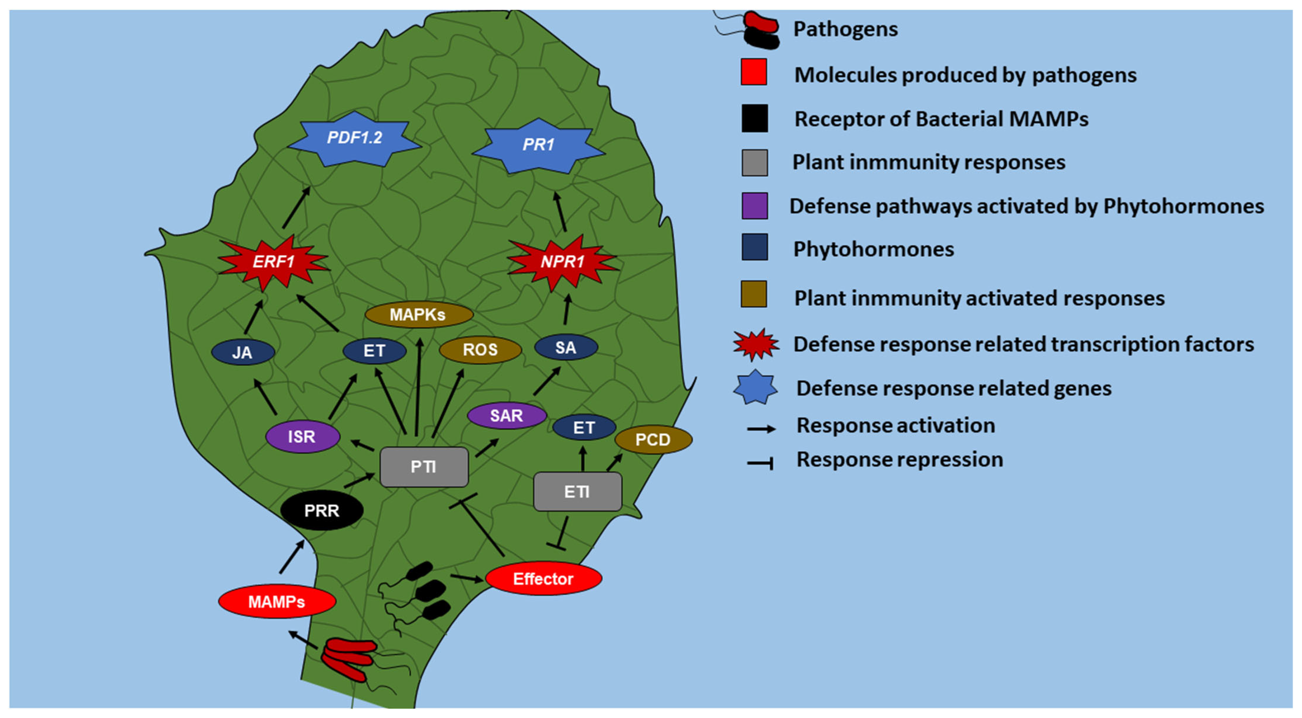 Ijms 24 06236 g001 Ijms 24 06236 g001