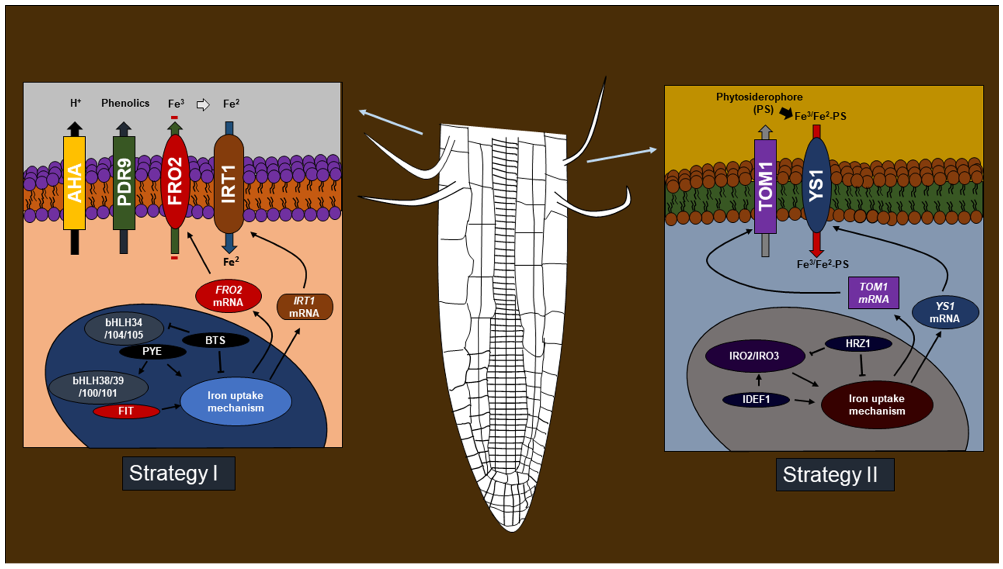 Ijms 24 06236 g002 Ijms 24 06236 g002