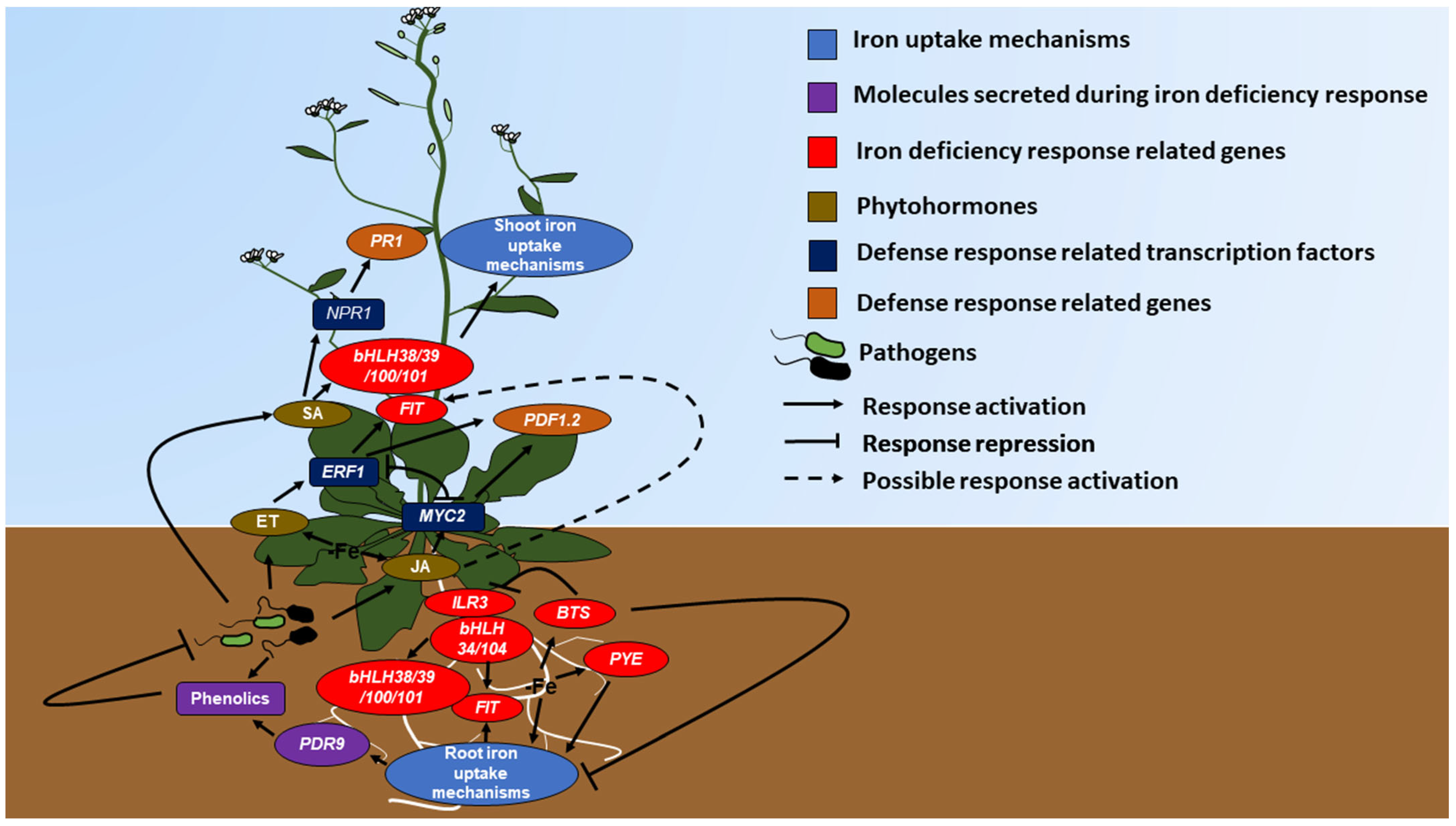 Ijms 24 06236 g003 Ijms 24 06236 g003
