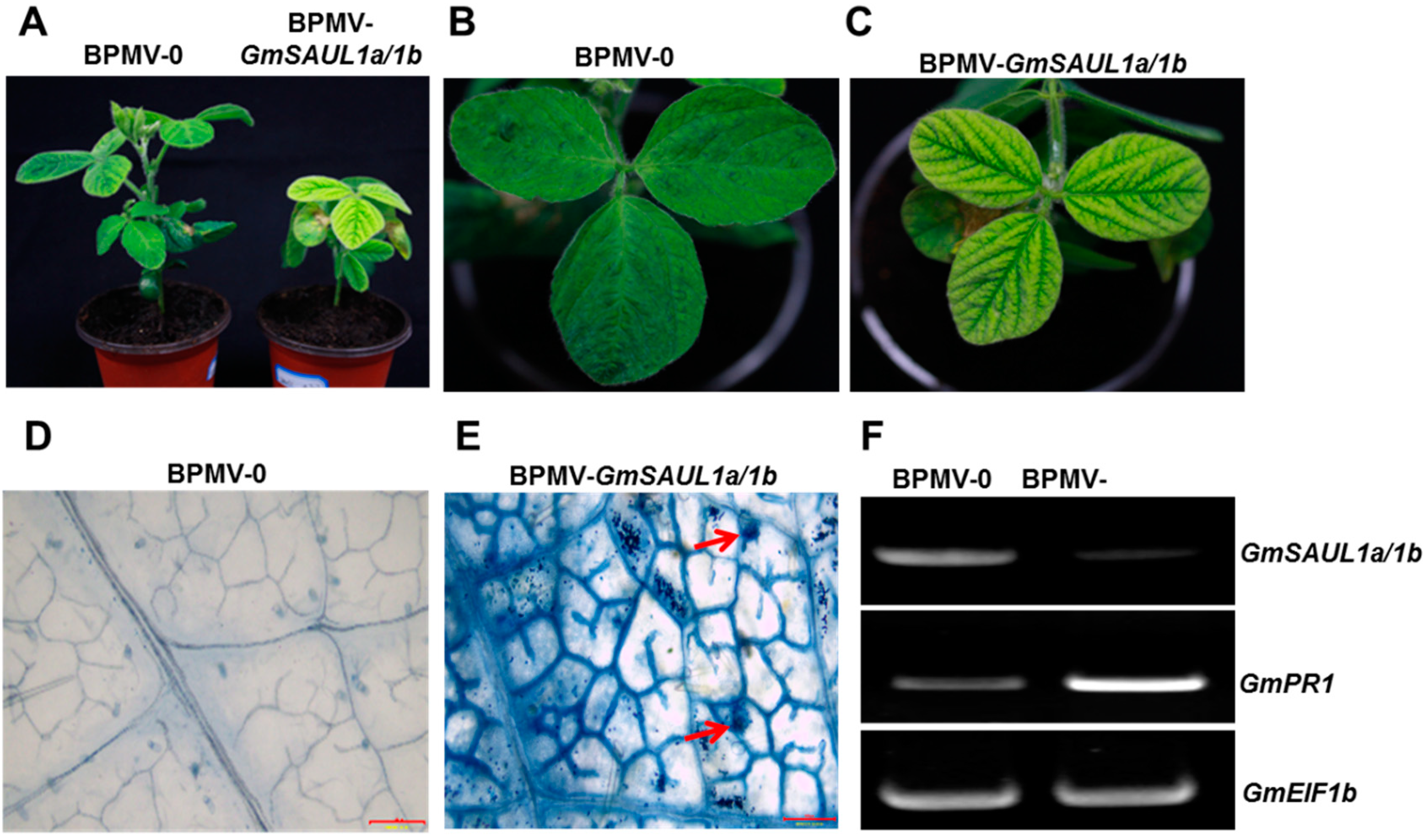Ijms 24 06240 g001 Ijms 24 06240 g001