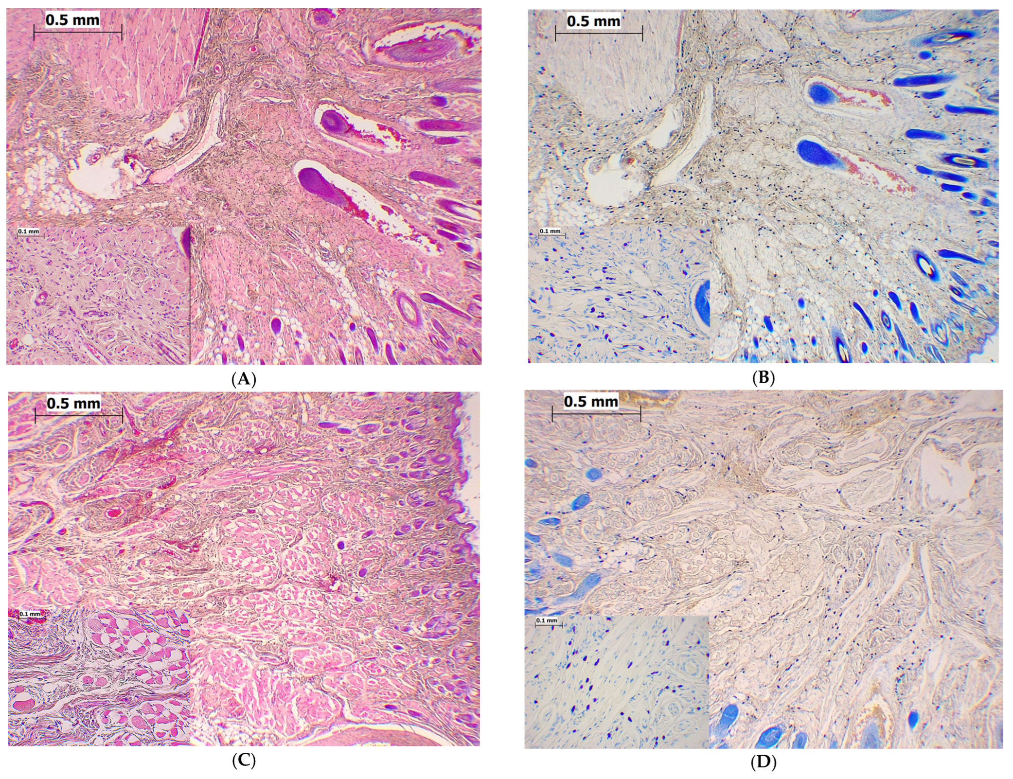 Ijms 24 06241 g007a Ijms 24 06241 g007a