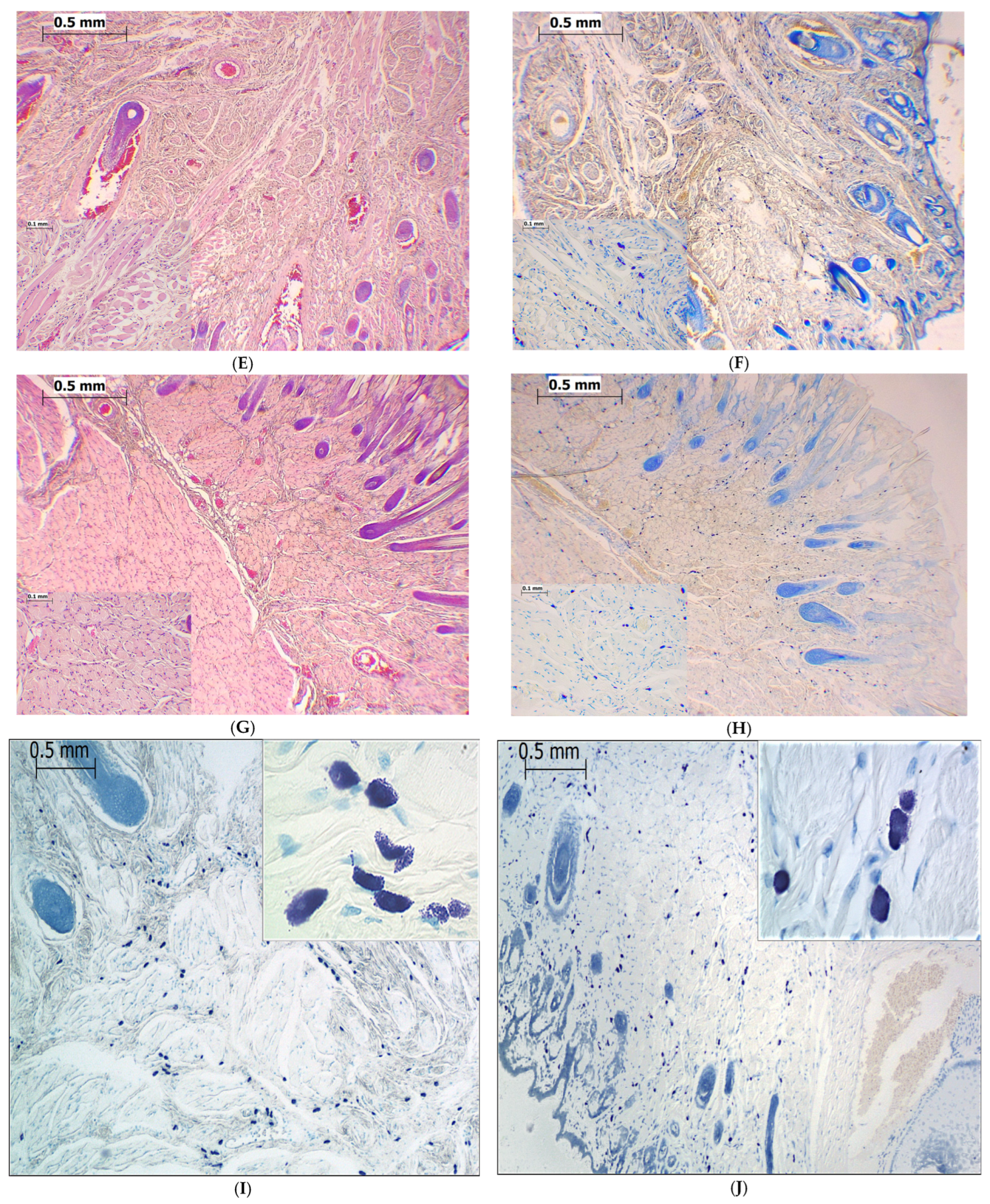 Ijms 24 06241 g007b Ijms 24 06241 g007b