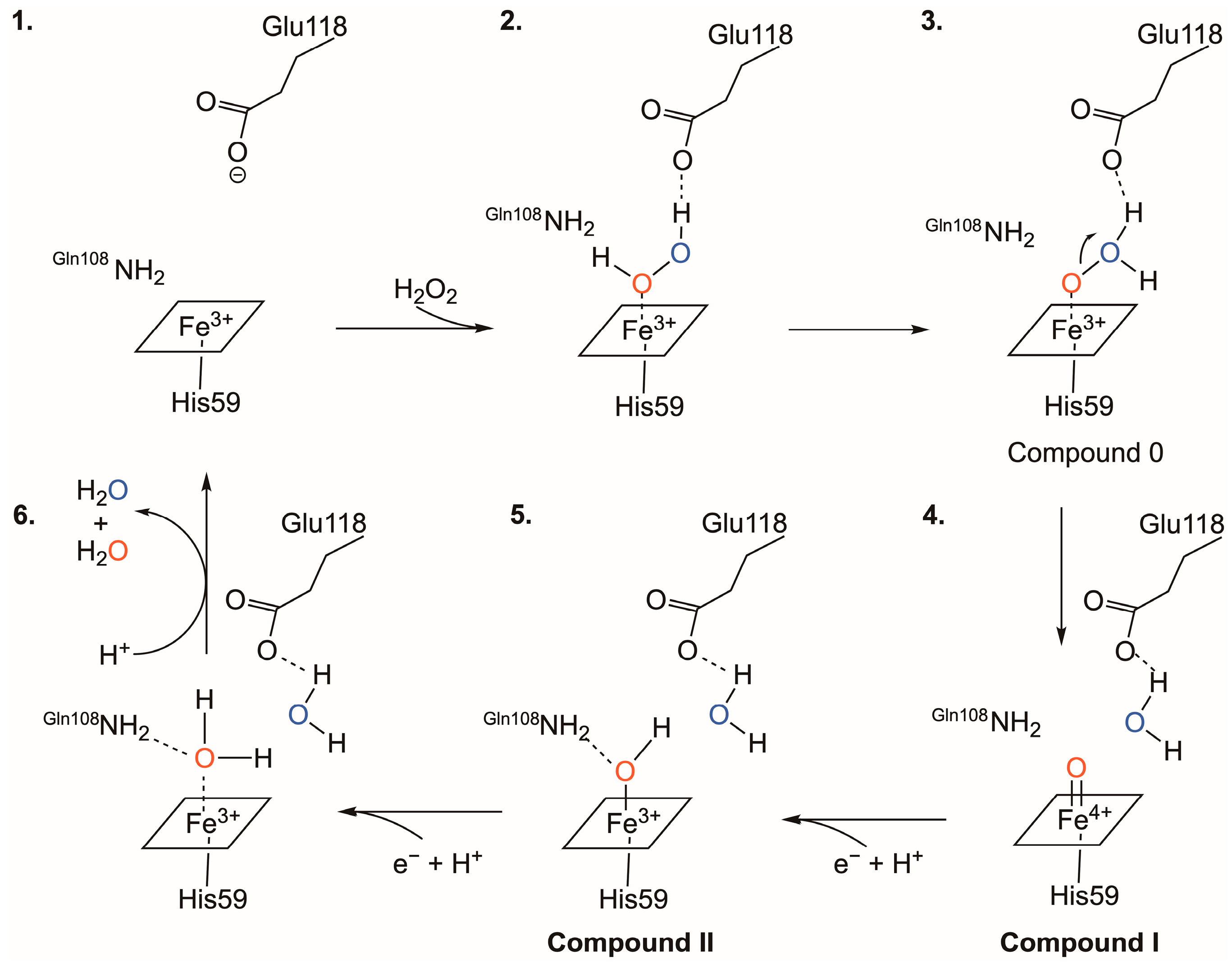 Ijms 24 06246 sch002