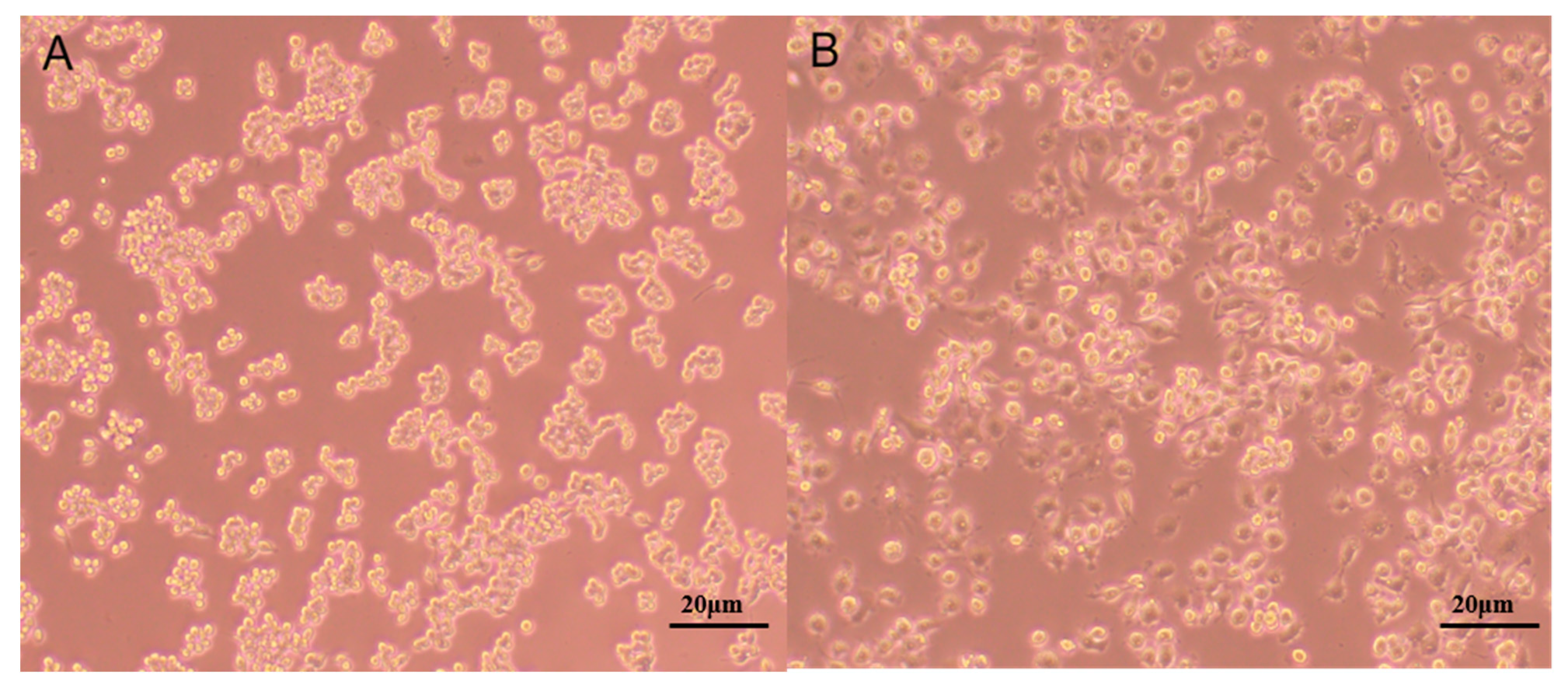 Ijms 24 06247 g005 Ijms 24 06247 g005