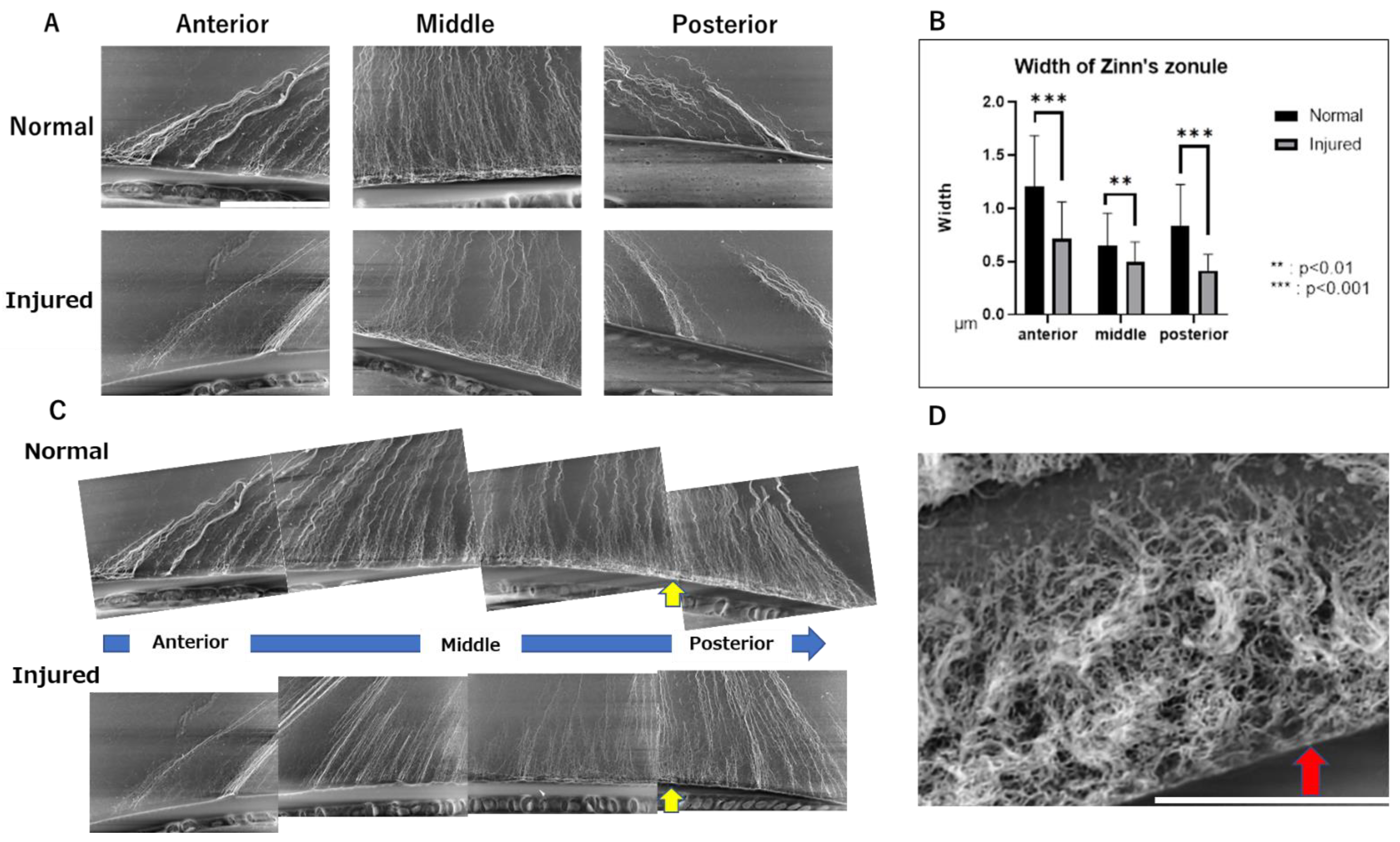 Ijms 24 06254 g005 Ijms 24 06254 g005