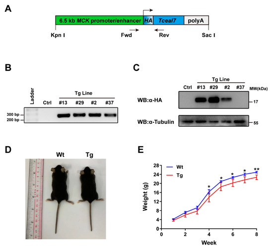 Tceal7 Regulates Skeletal Muscle Development through Its