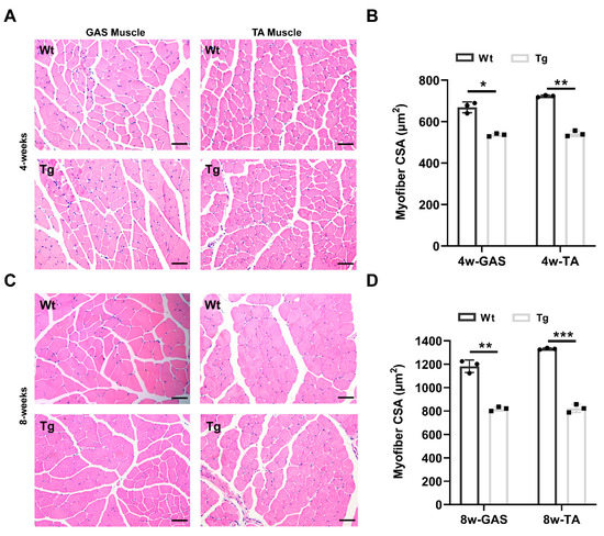 h‼︎ Tceal7 Regulates Skeletal Muscle Development through Its