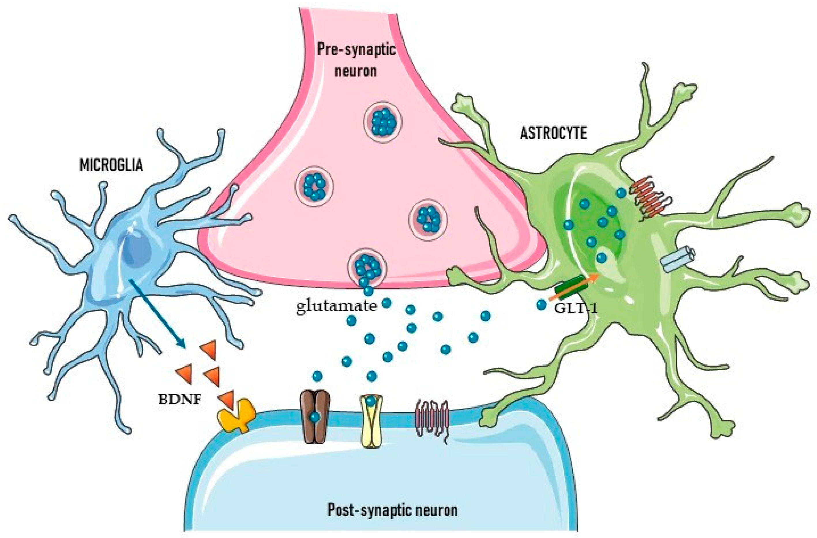 Glia, Neurobiology Journal