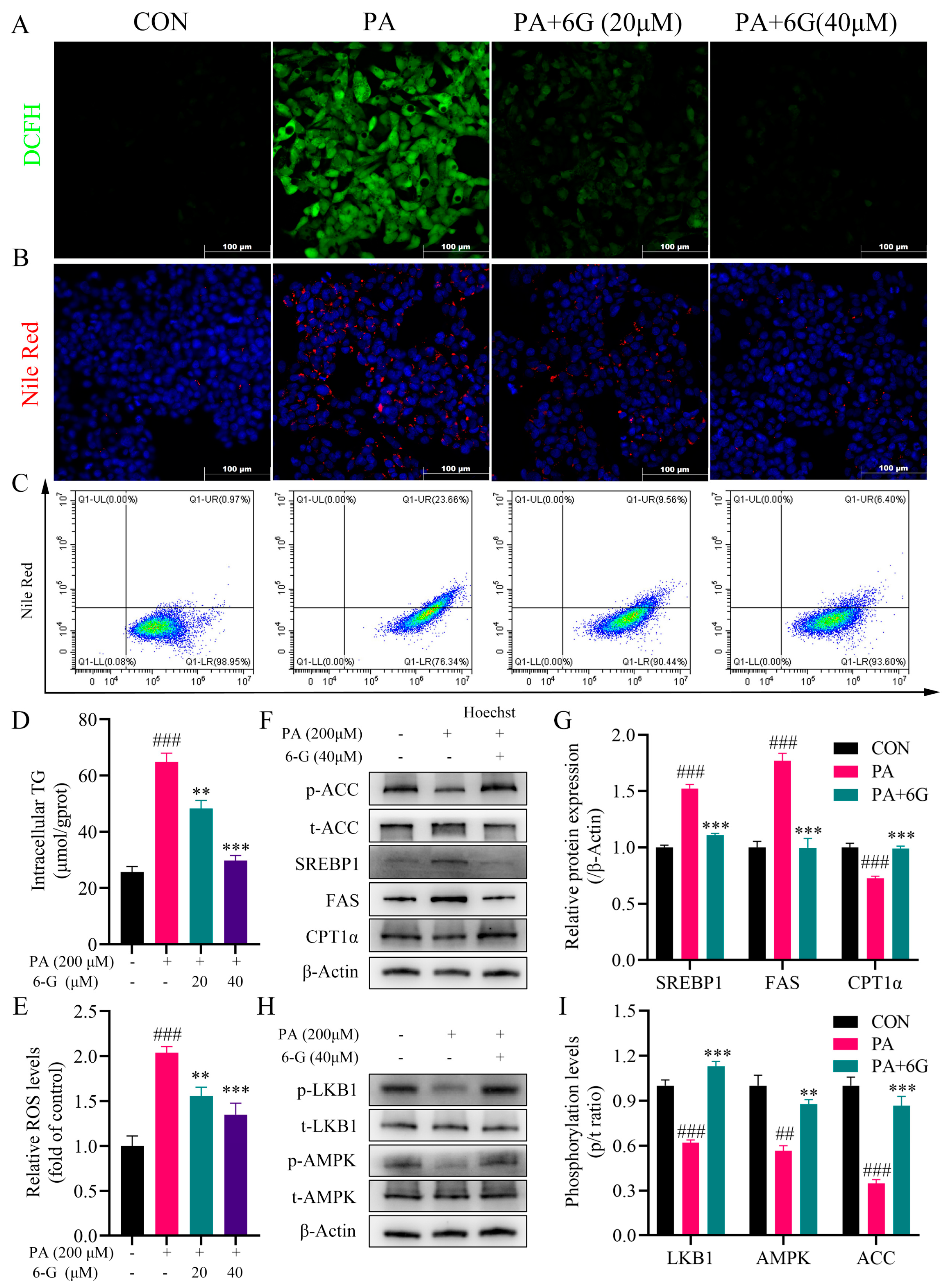 Ijms 24 06285 g006 Ijms 24 06285 g006