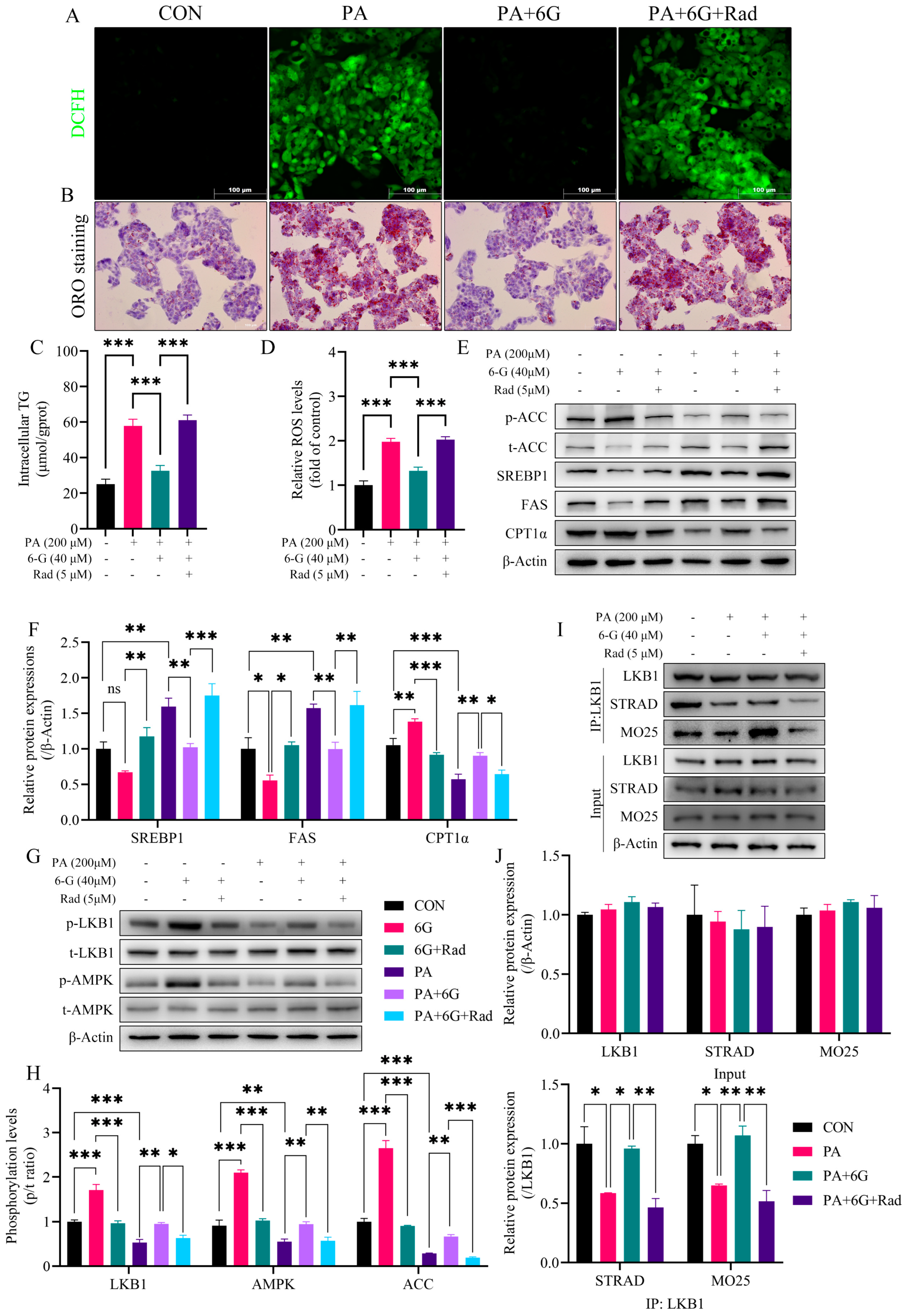 Ijms 24 06285 g007 Ijms 24 06285 g007