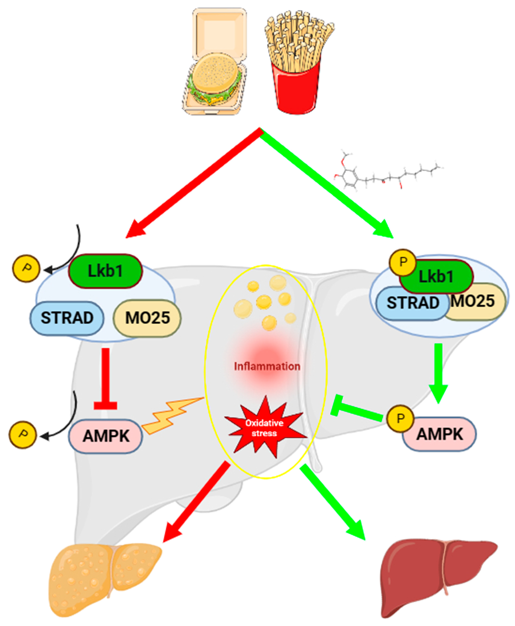 Ijms 24 06285 g009 Ijms 24 06285 g009