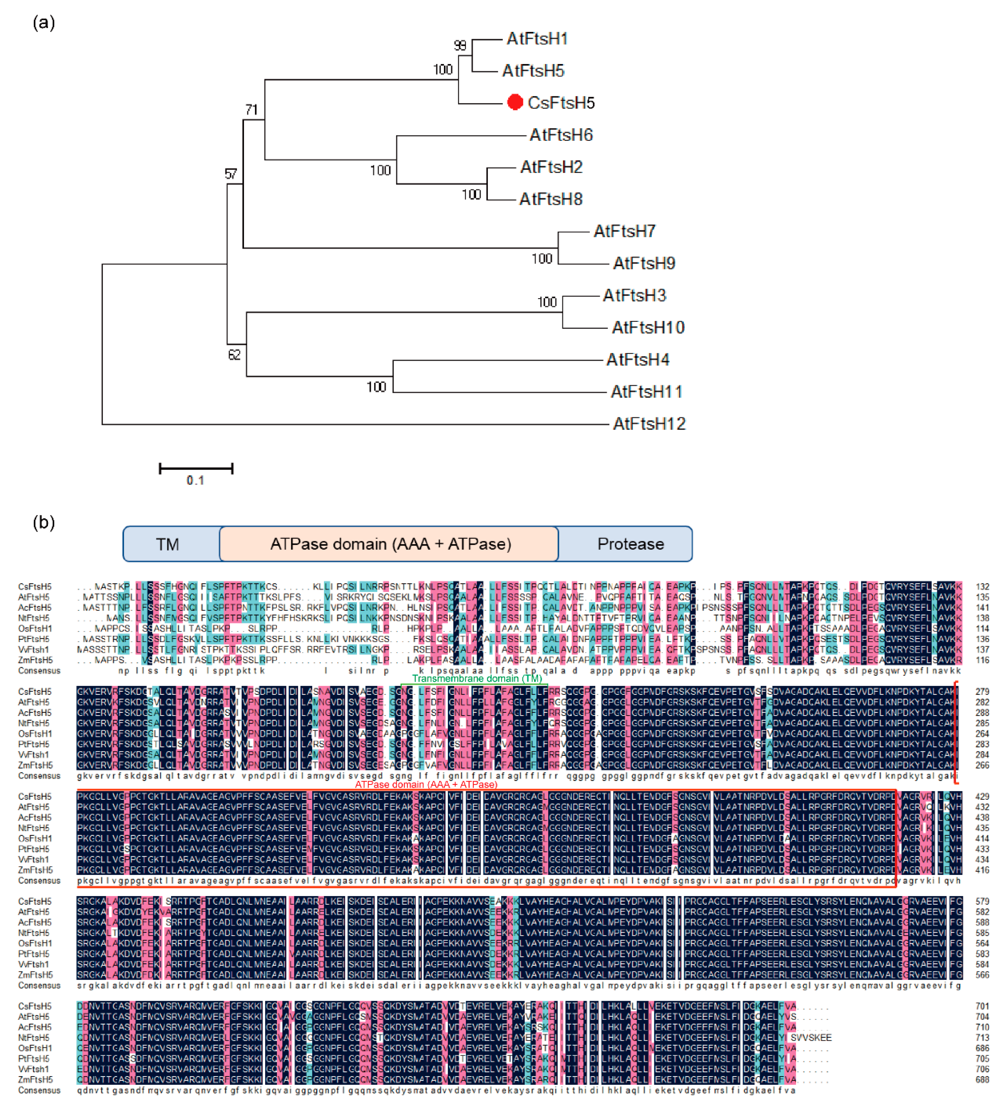 Ijms 24 06288 g001 Ijms 24 06288 g001