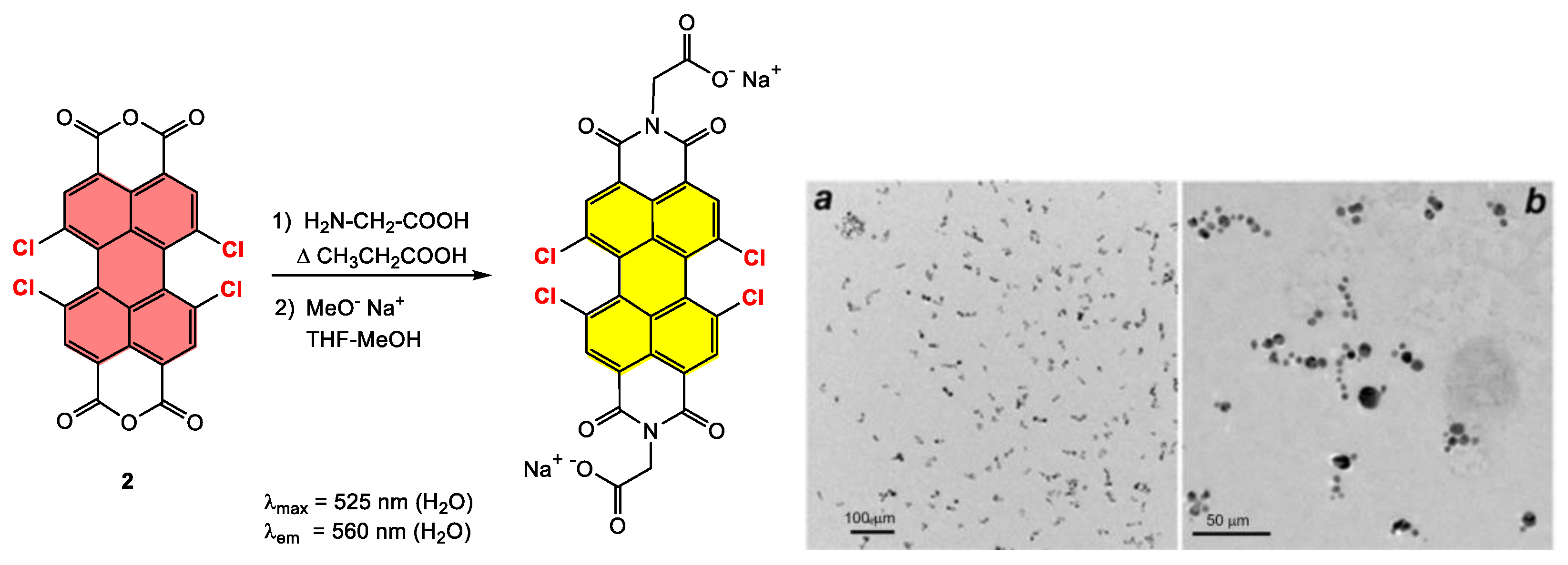 Ijms 24 06308 g010 Ijms 24 06308 g010