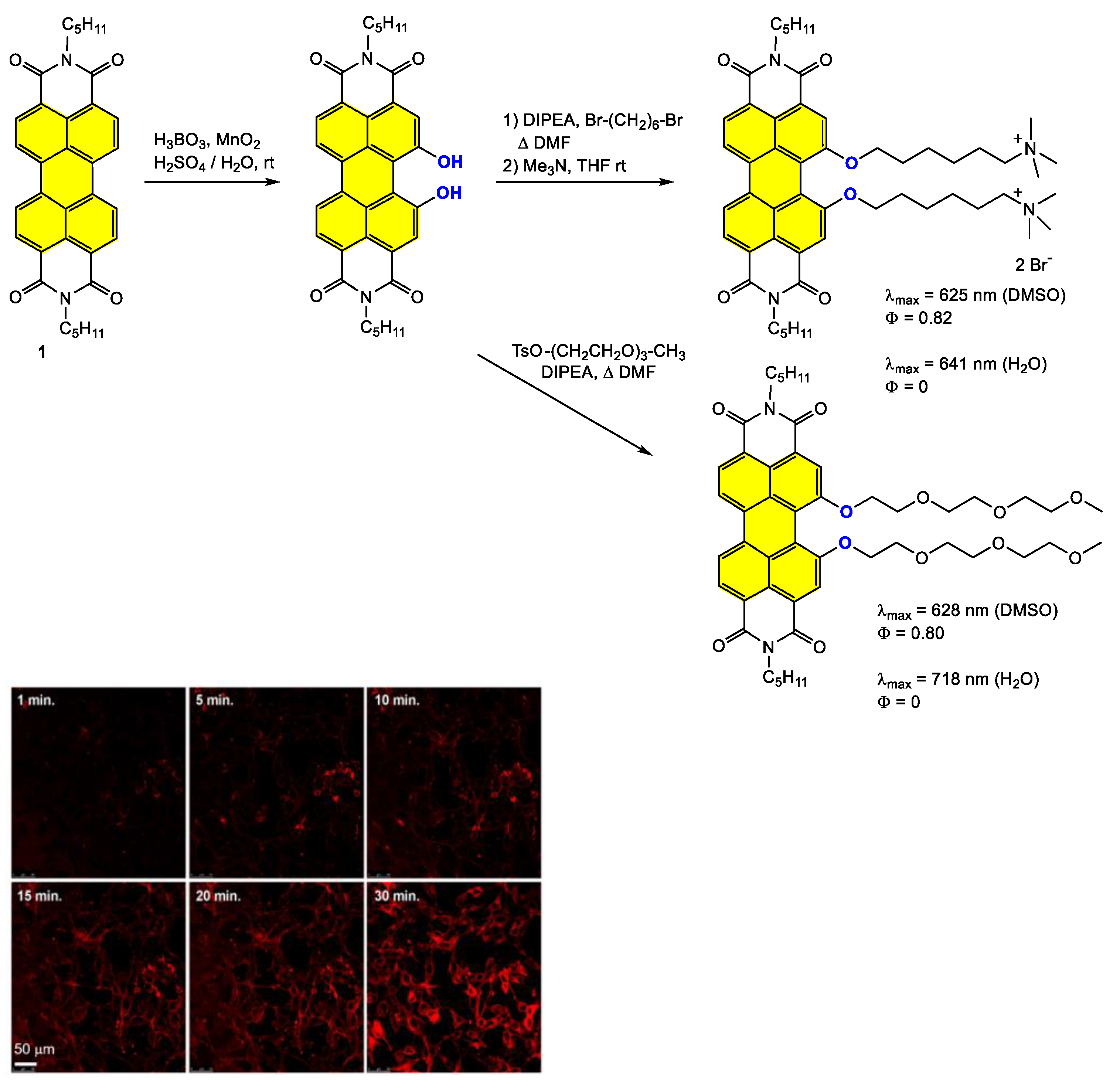 Ijms 24 06308 g014 Ijms 24 06308 g014