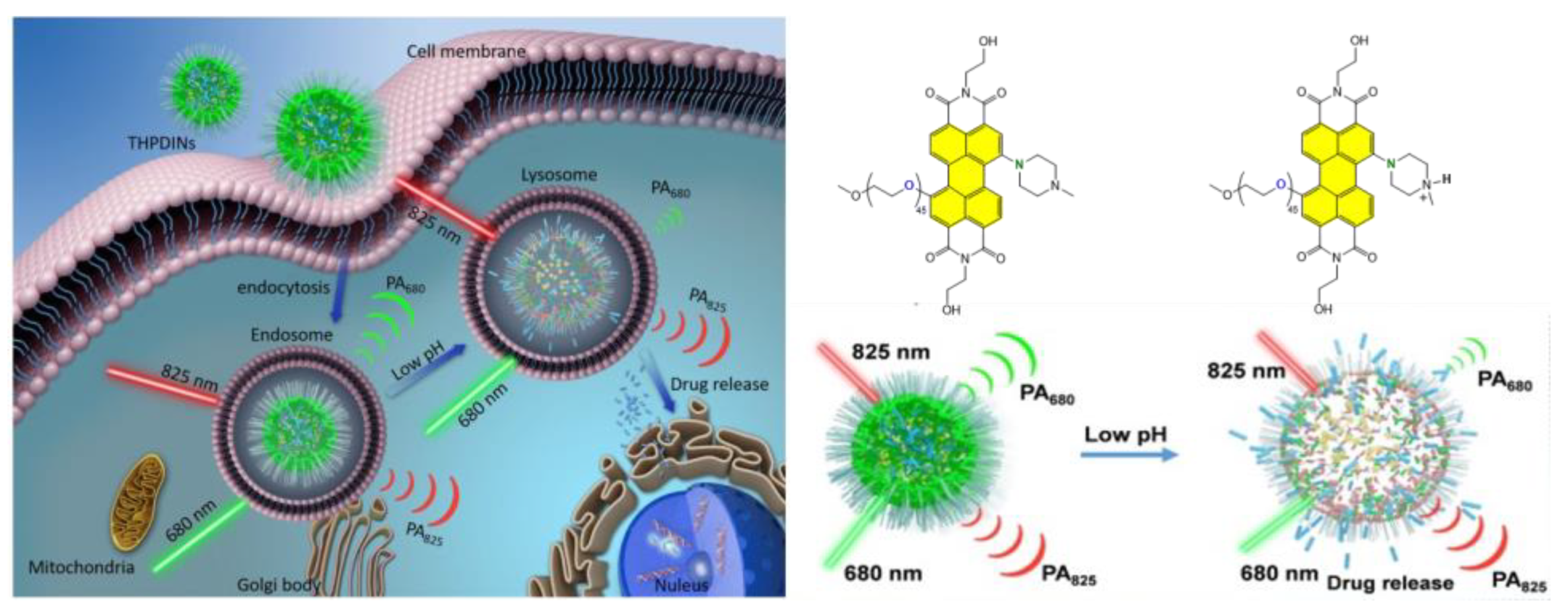 Ijms 24 06308 g031b Ijms 24 06308 g031b