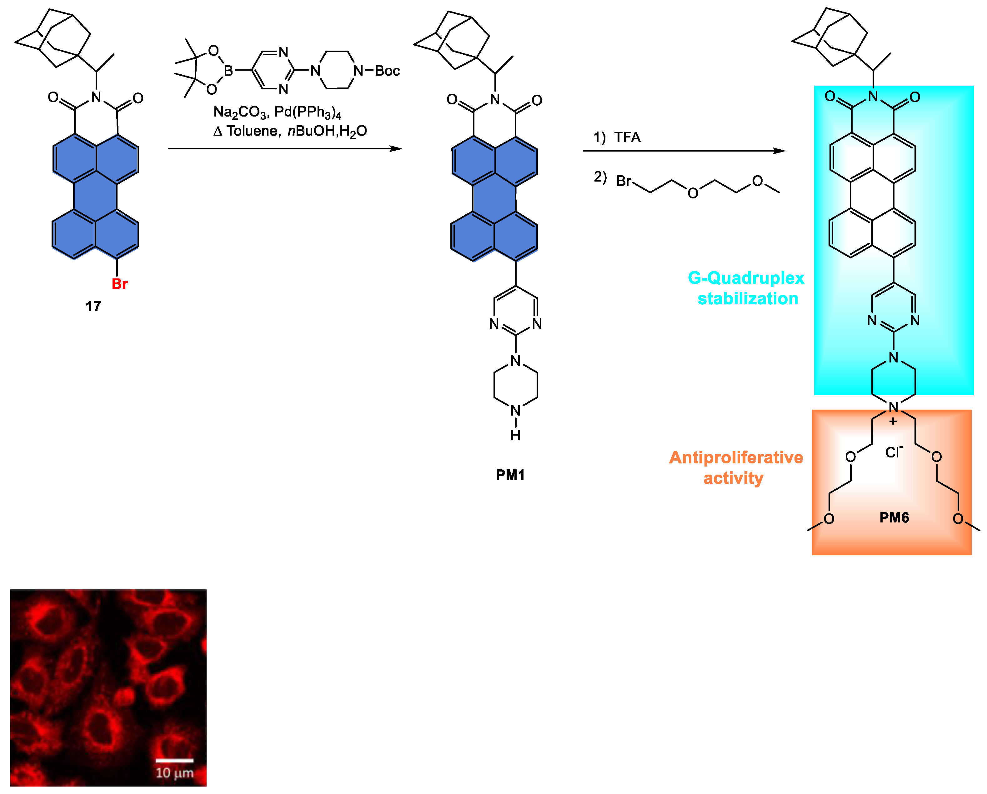 Ijms 24 06308 g033 Ijms 24 06308 g033