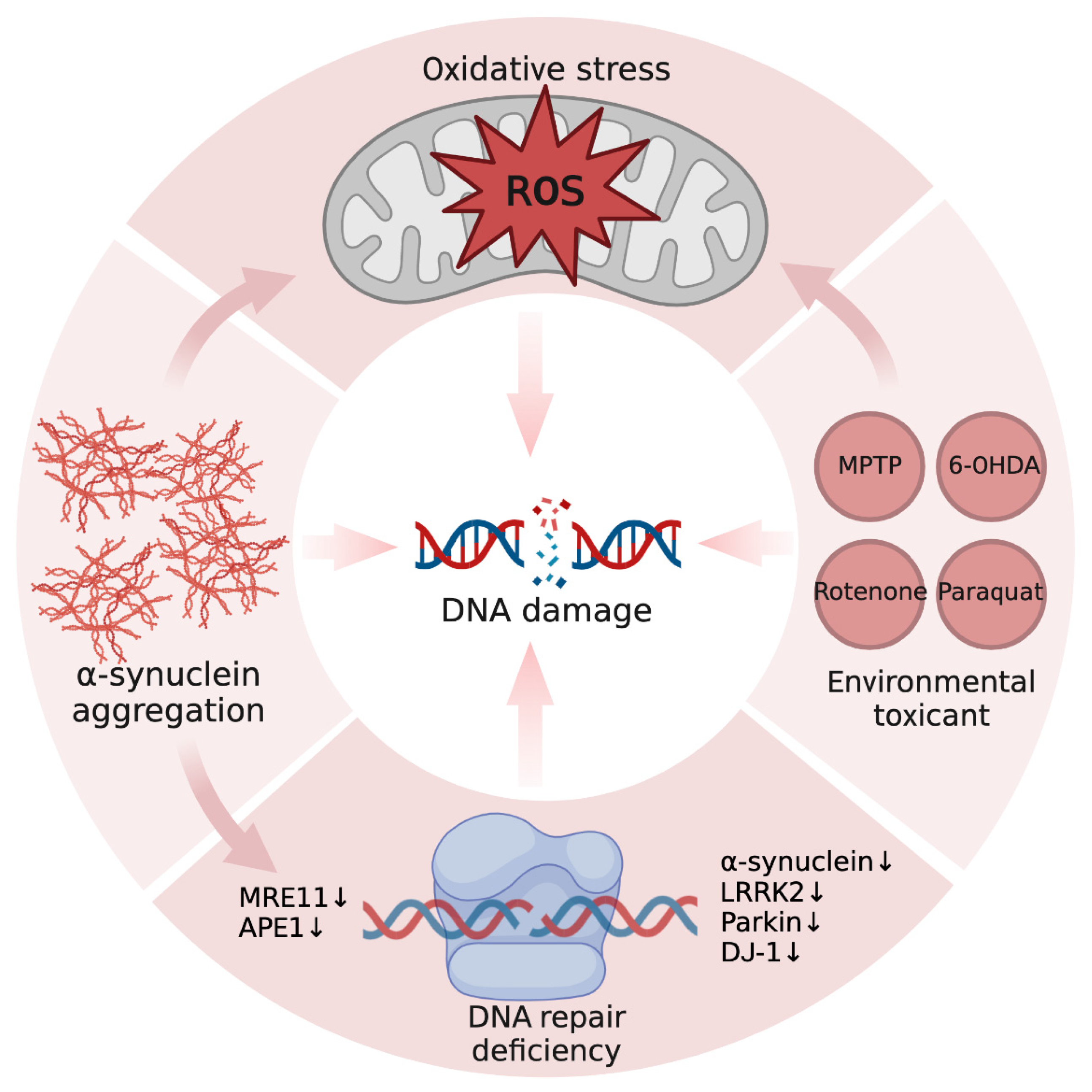 DNA Damage.