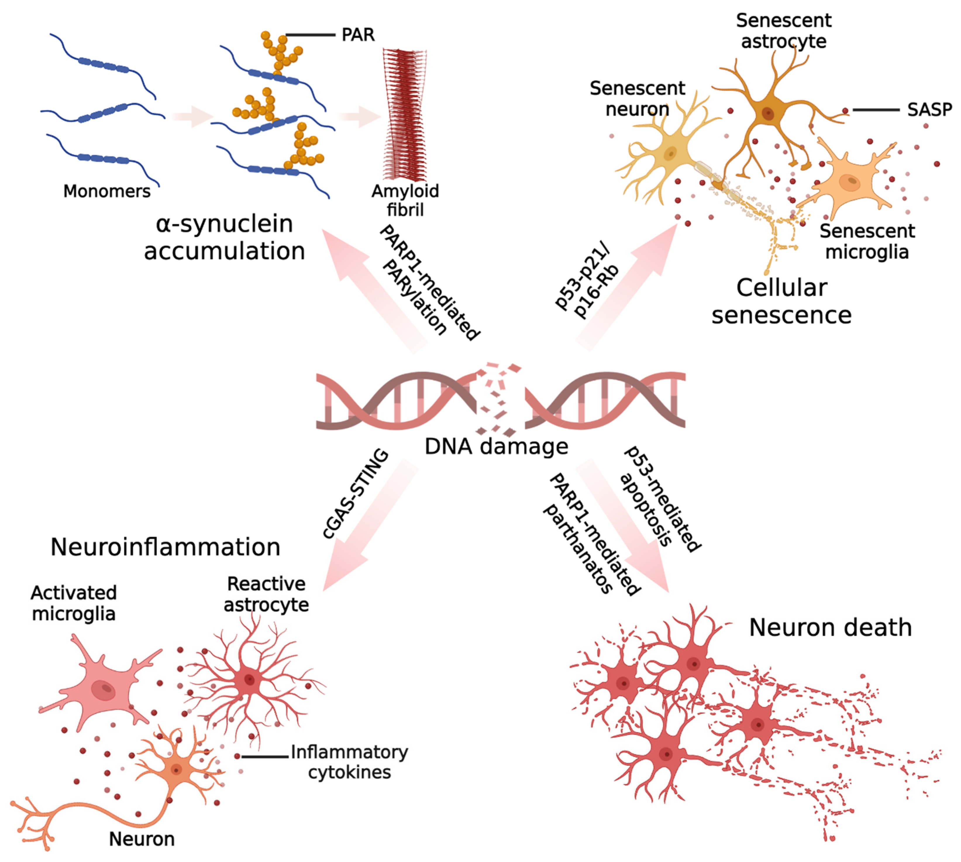 DNA Damage-Mediated Neurotoxicity in Parkinson's Disease
