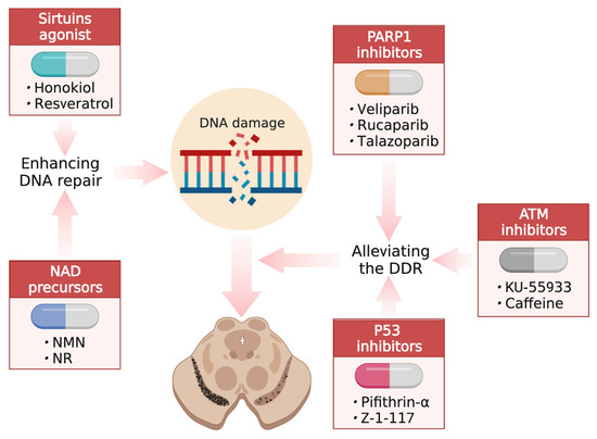ベース PP DNA Damage-Mediated Neurotoxicity in Parkinson's Disease