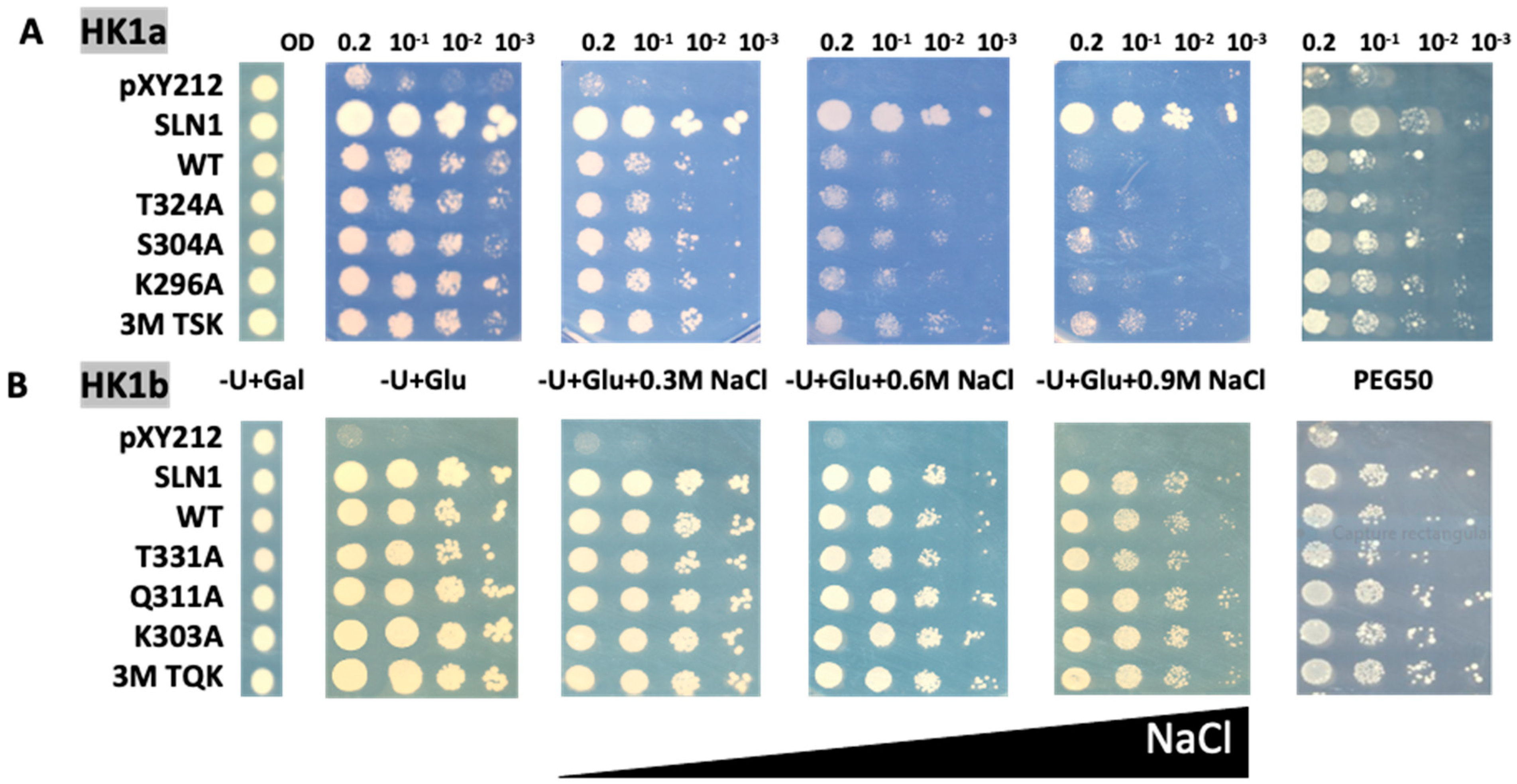 Ijms 24 06318 g003 Ijms 24 06318 g003