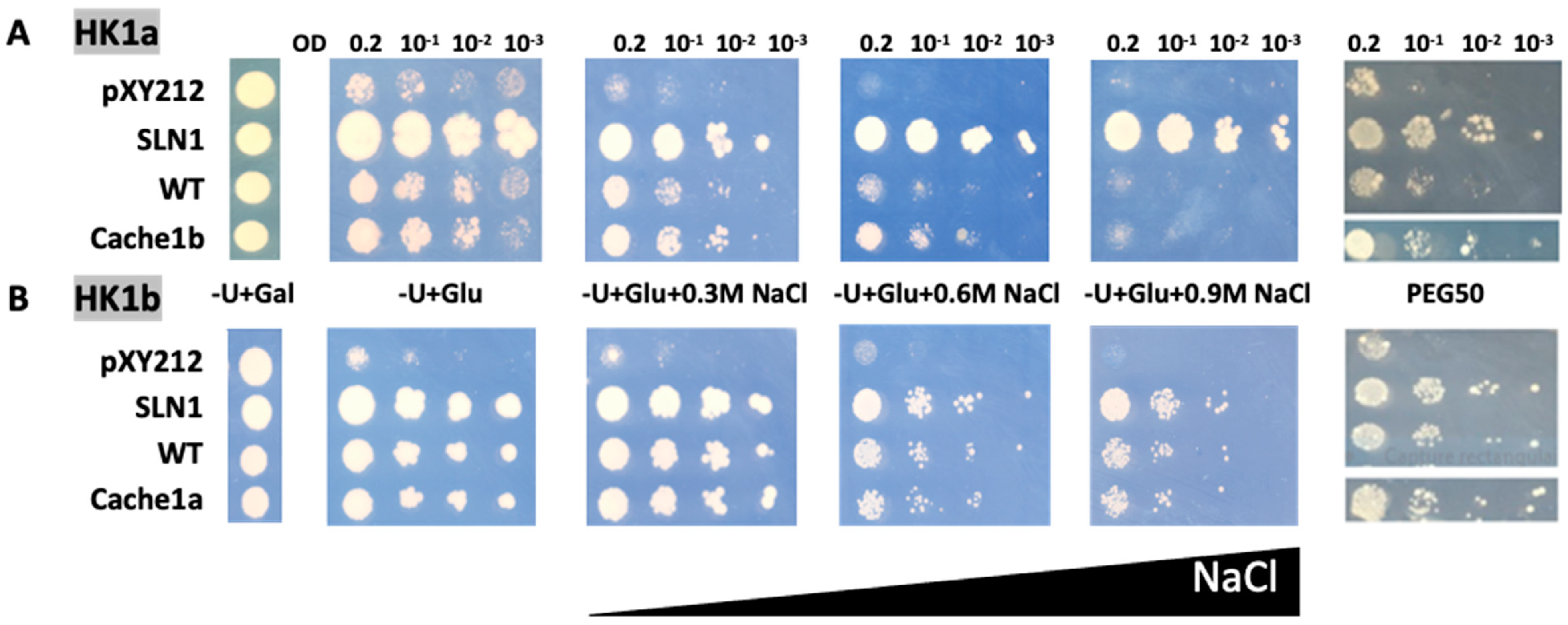 Ijms 24 06318 g004 Ijms 24 06318 g004