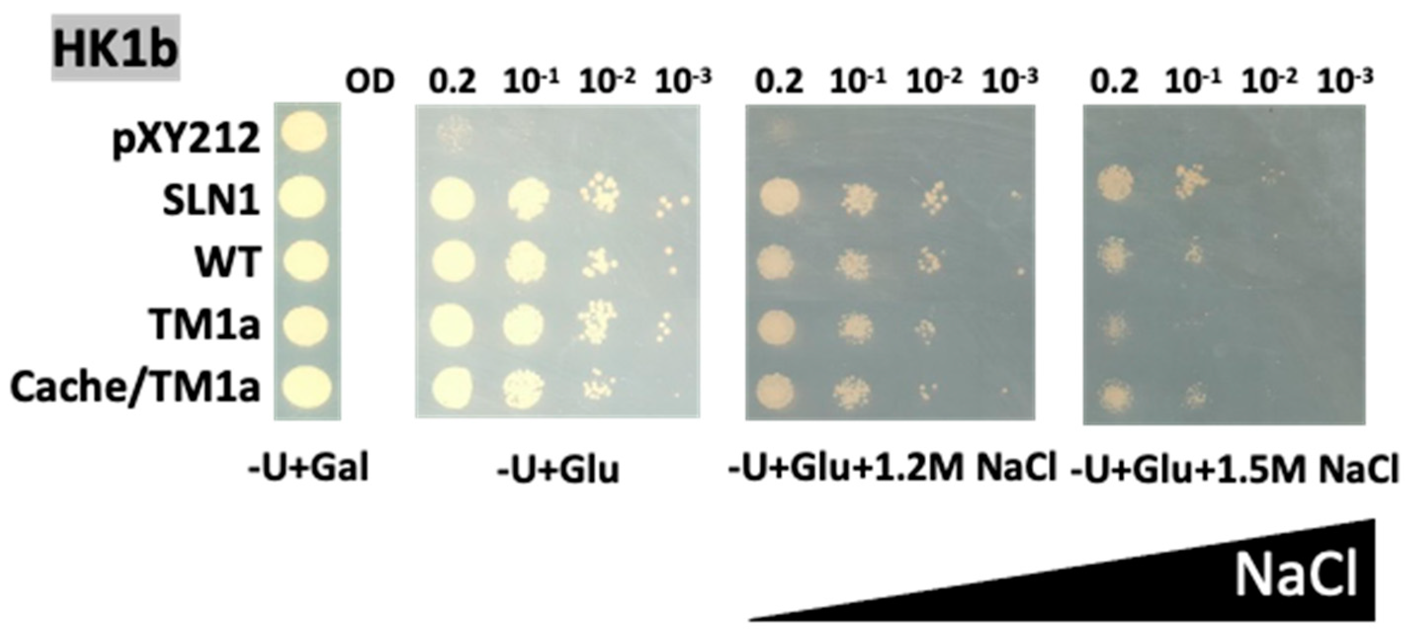 Ijms 24 06318 g006 Ijms 24 06318 g006