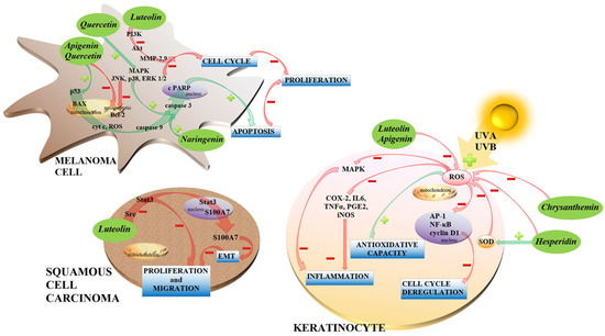 Flavonoids as Promising Natural Compounds in the Prevention and ...