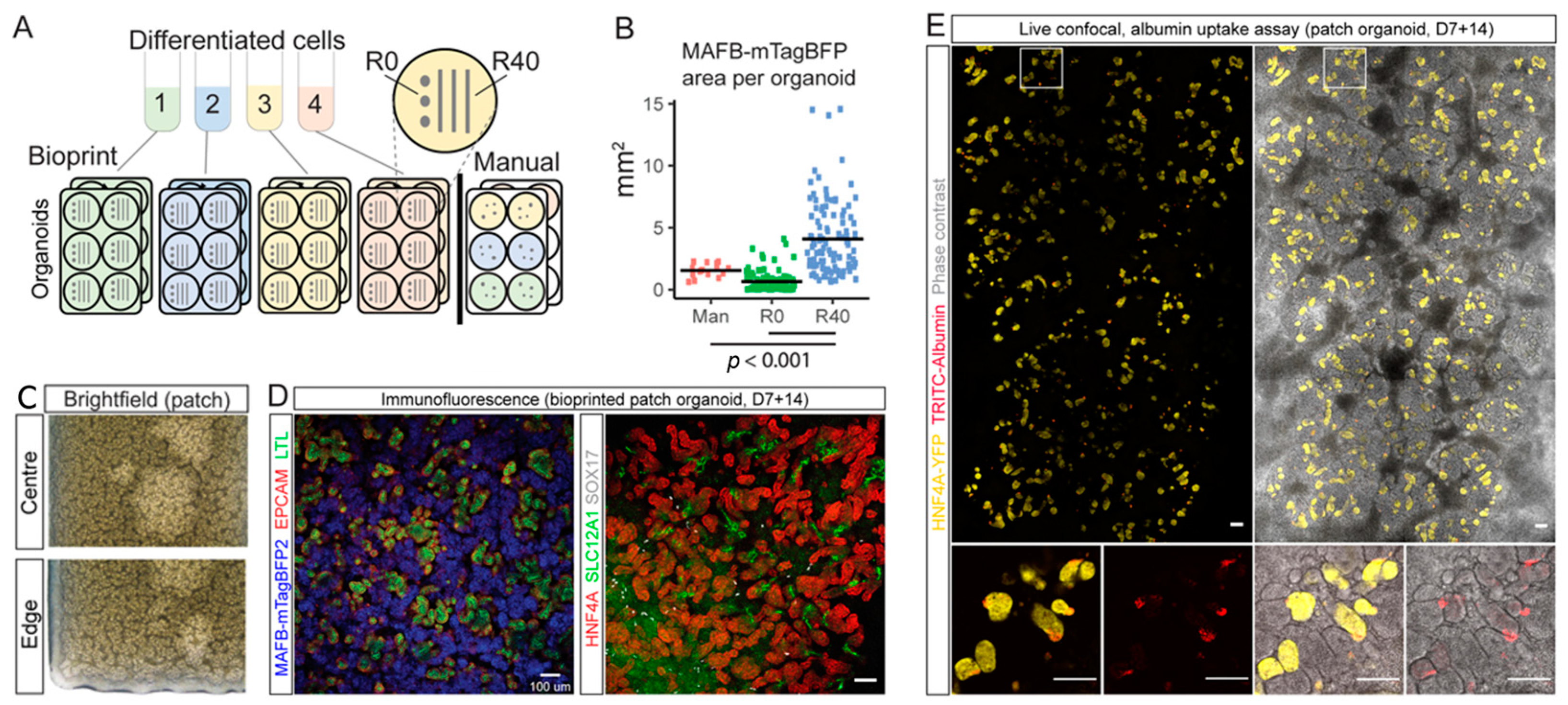 Ijms 24 06357 g004 Ijms 24 06357 g004
