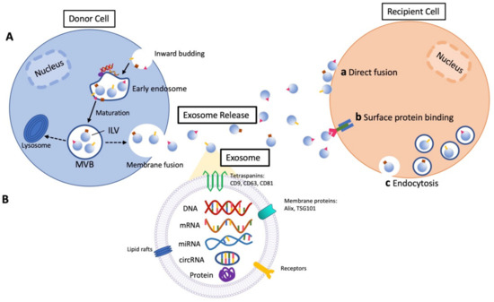 Salivary Exosomes in Health and Disease: Future Prospects in