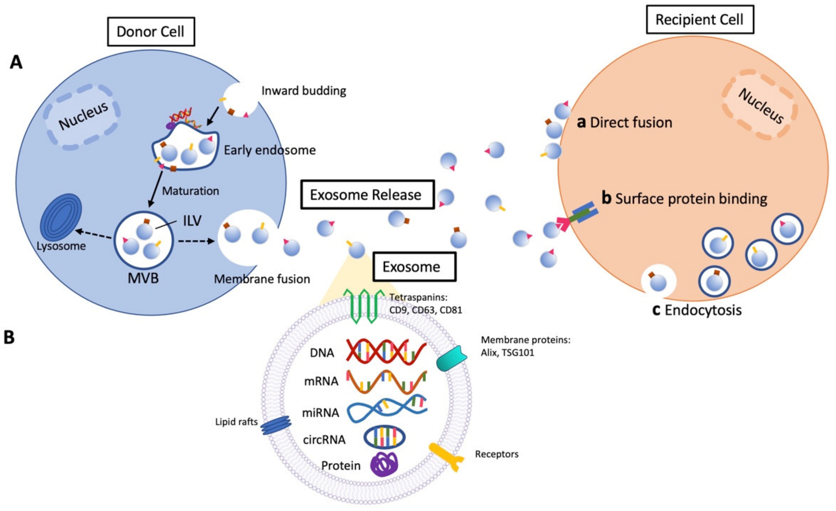 IJMS | Free Full-Text | Salivary Exosomes in Health and Disease