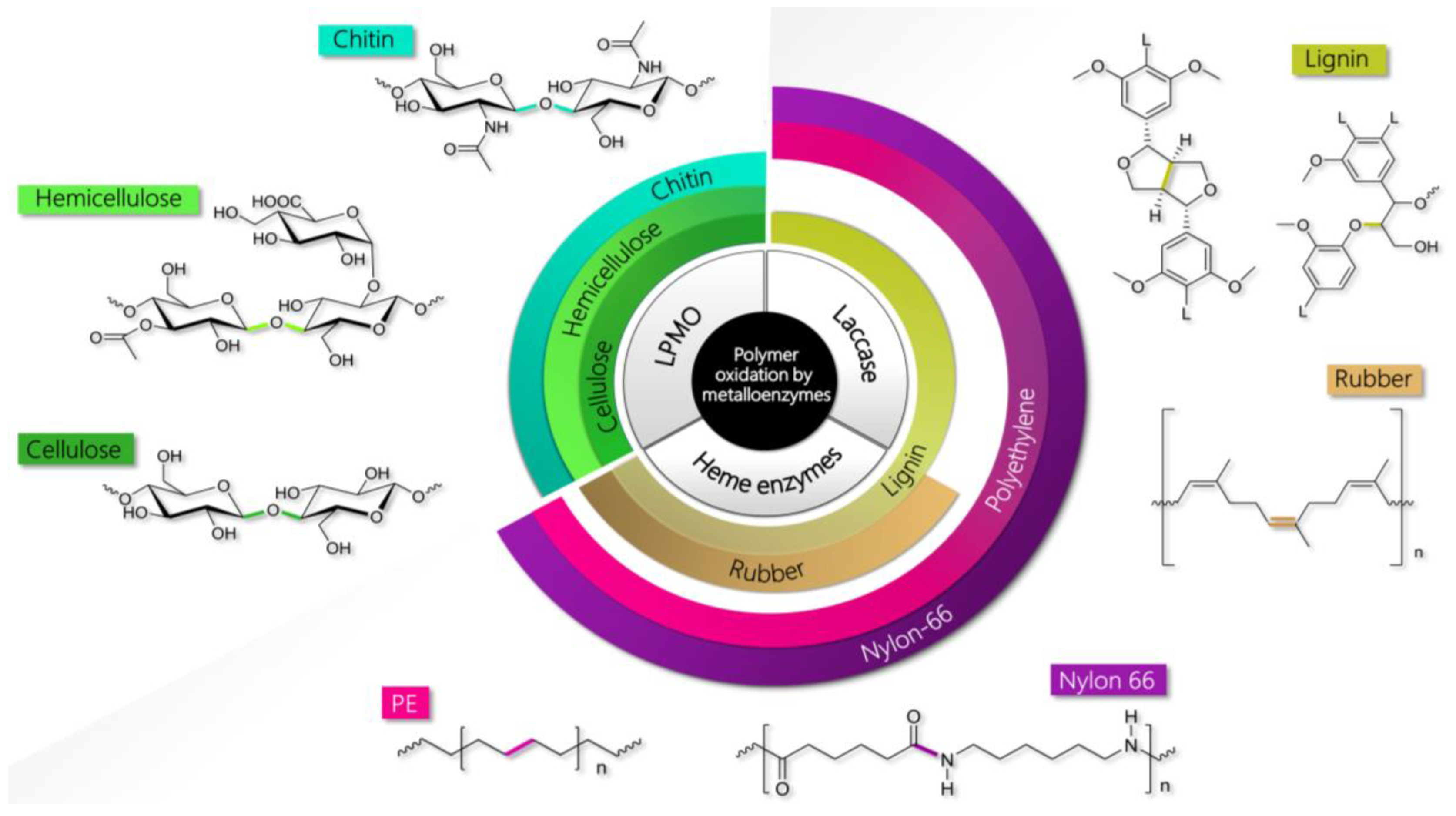 into | Recent the Degradation Plastics Free Full-Text Insights Theoretical by | Biopolymers Metalloenzymes Oxidative IJMS of and