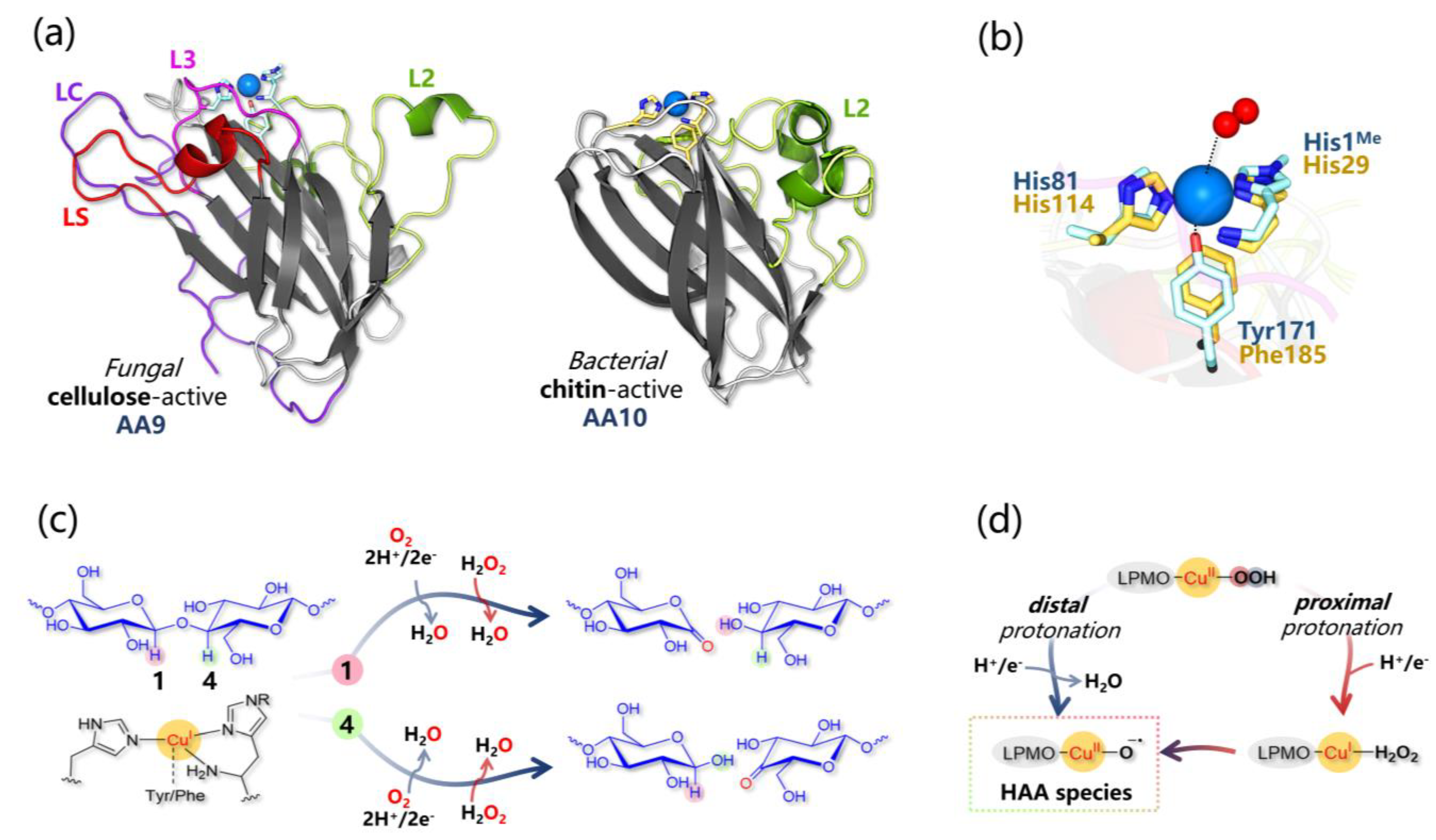 Ijms 24 06368 g003 Ijms 24 06368 g003