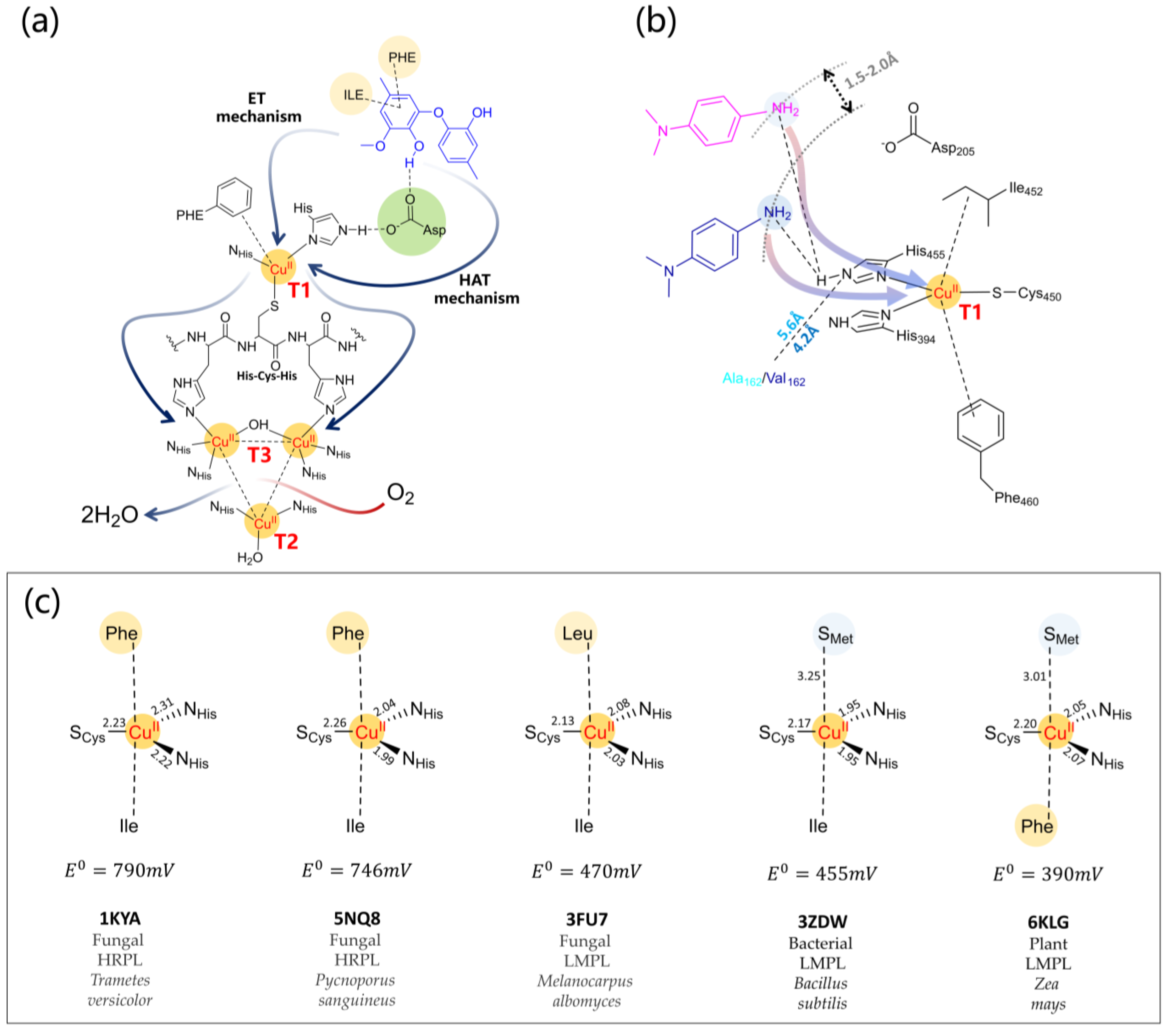 Ijms 24 06368 g007 Ijms 24 06368 g007