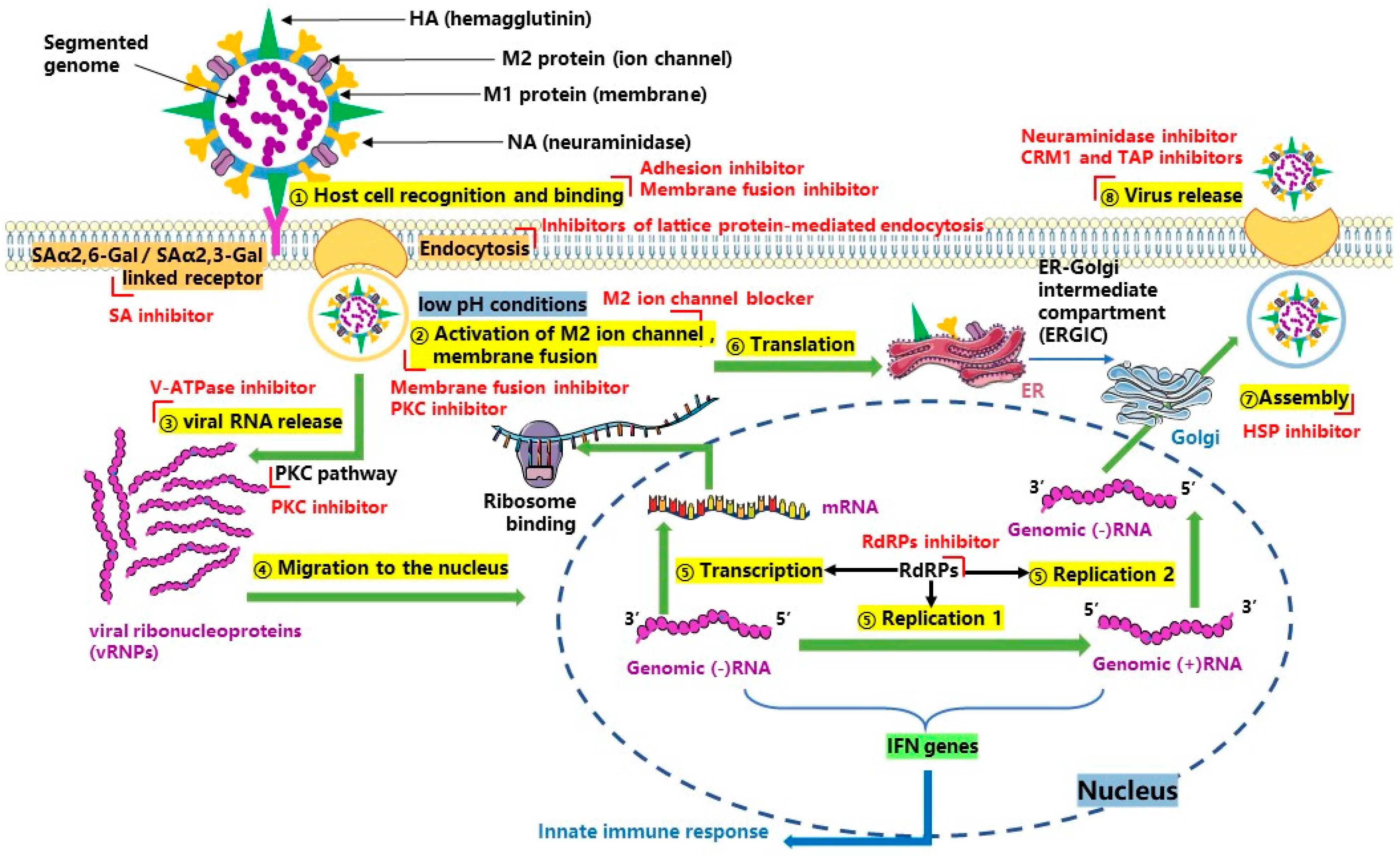 Core body temperature increases host resistance to influenza virus