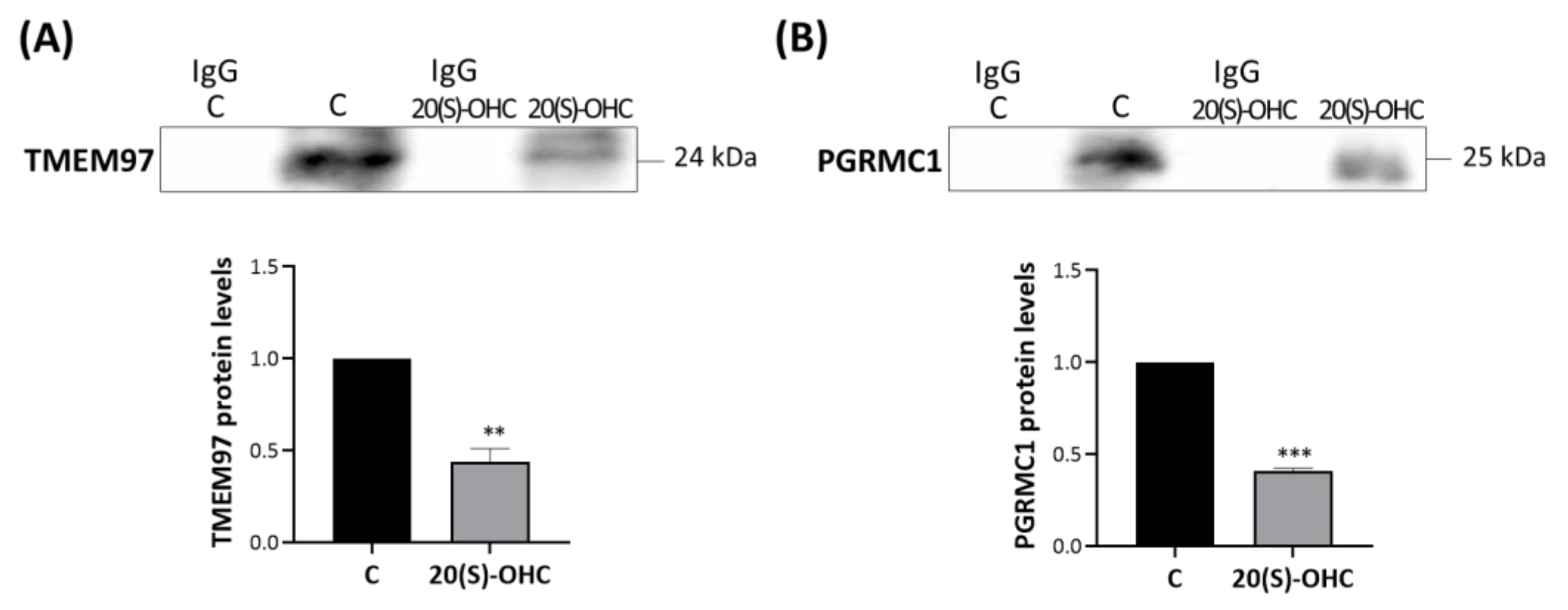 Ijms 24 06381 g005 Ijms 24 06381 g005