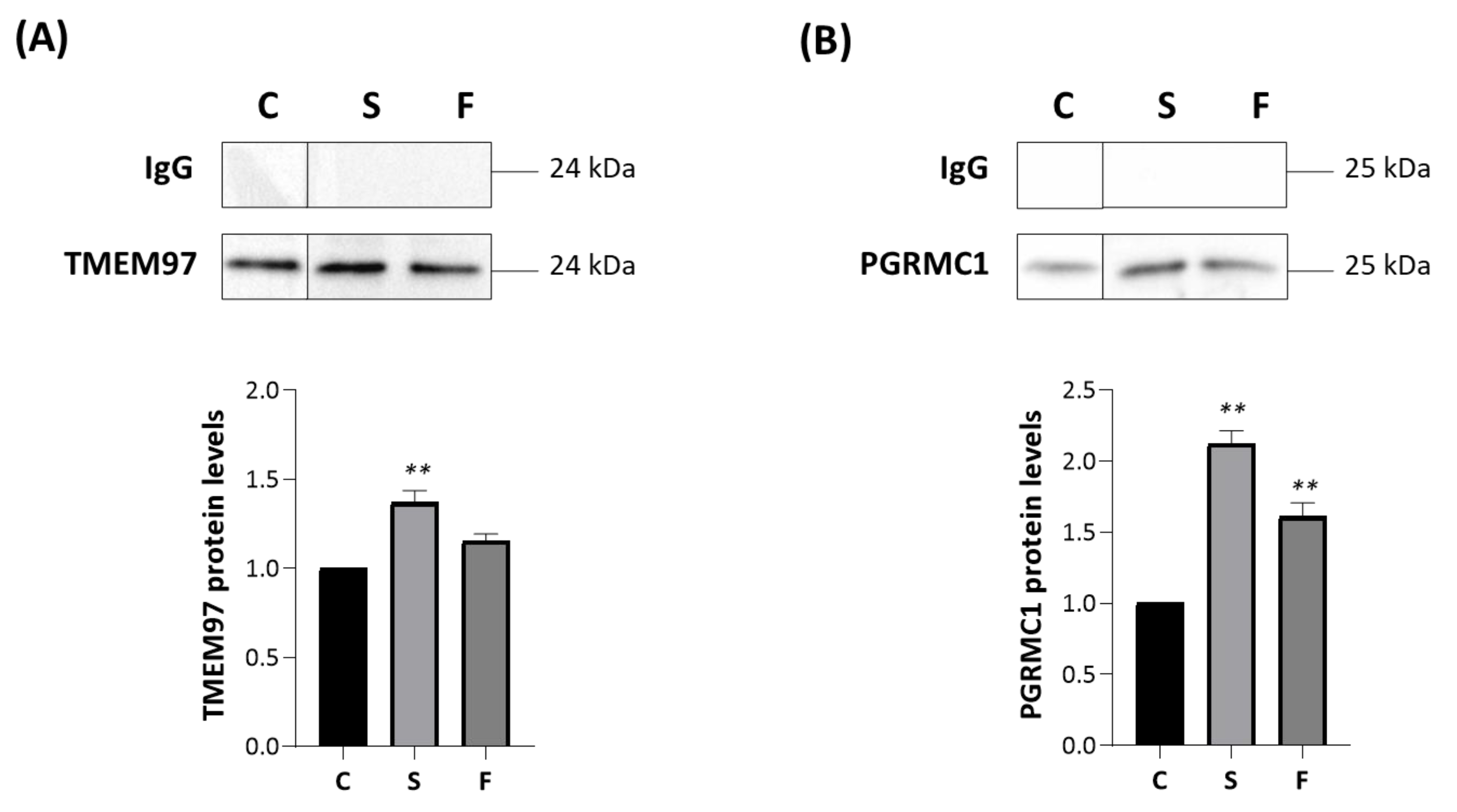 Ijms 24 06381 g006 Ijms 24 06381 g006