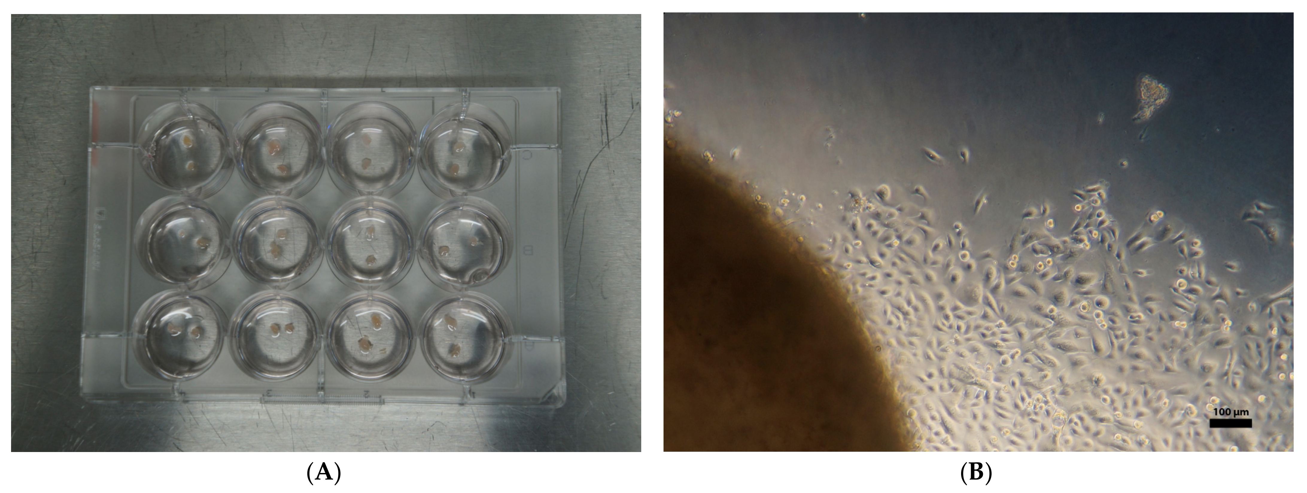 Ijms 24 06383 g007 Ijms 24 06383 g007