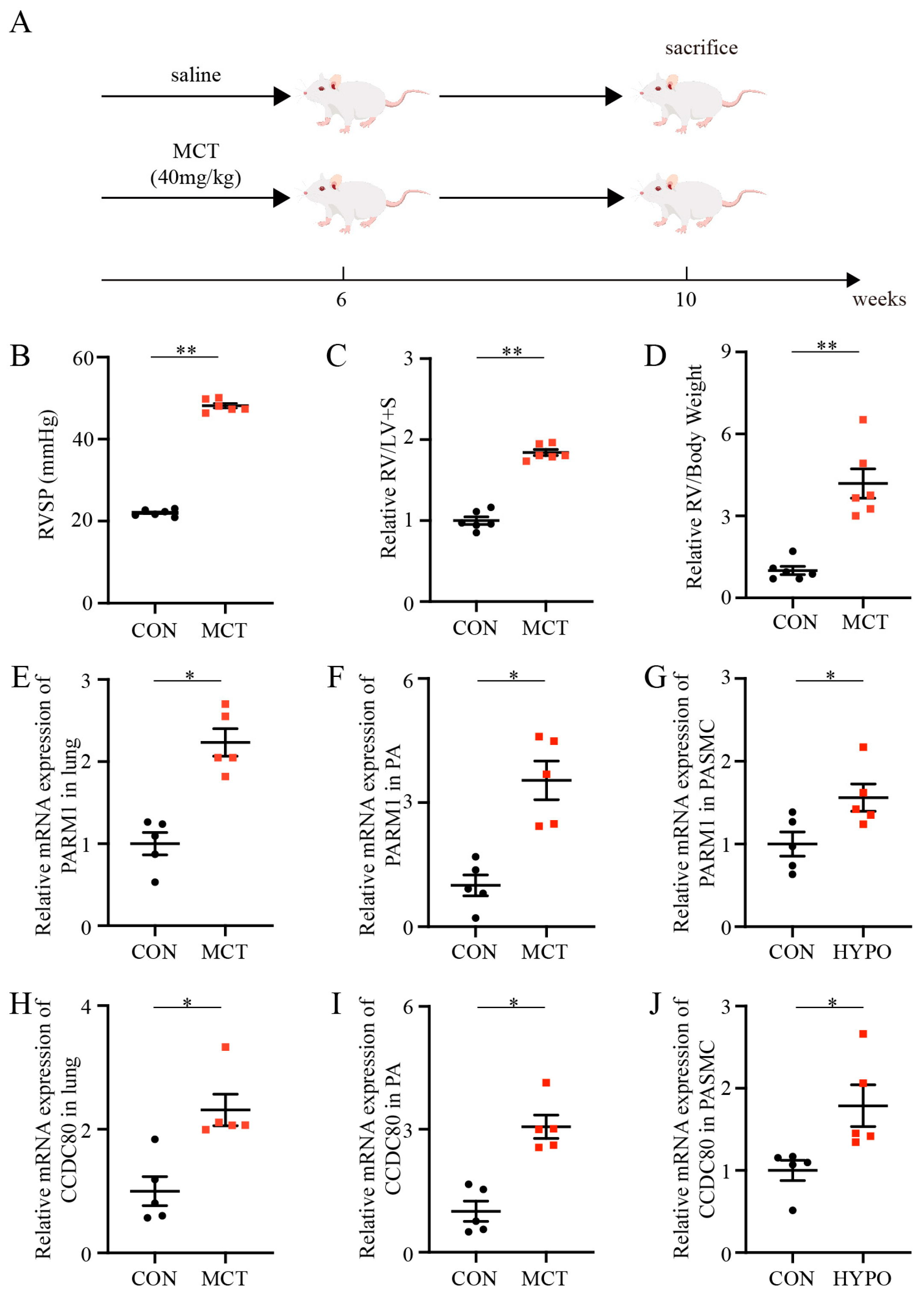 Ijms 24 06385 g004 Ijms 24 06385 g004