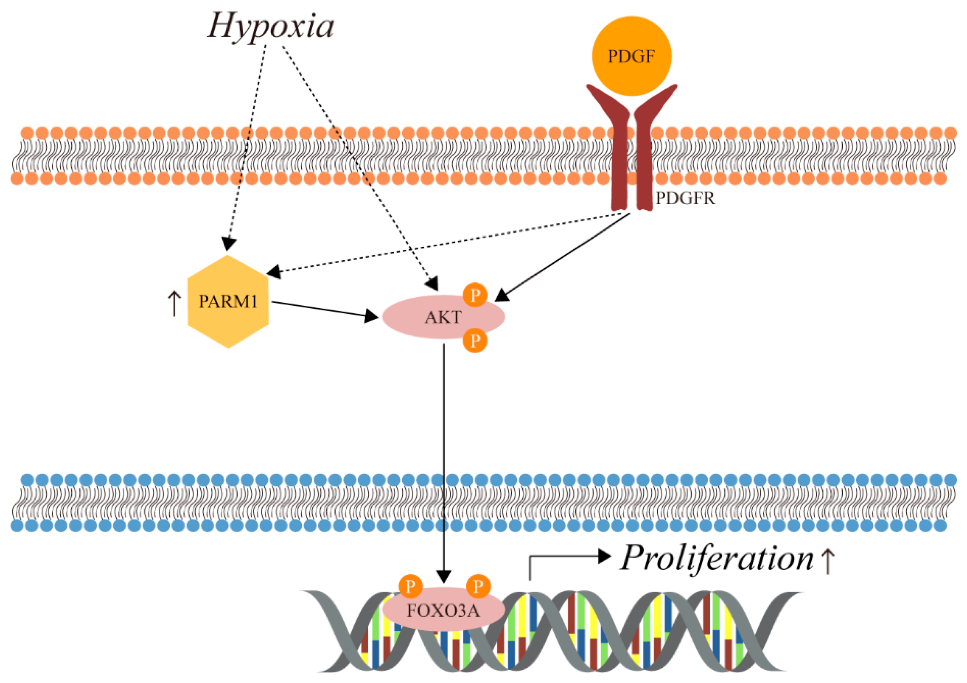 Ijms 24 06385 g009 Ijms 24 06385 g009