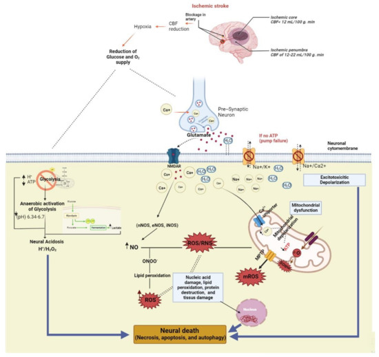 The Role of Potential Oxidative Biomarkers in the Prognosis of Acute ...
