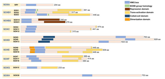 Crosstalk between SOX Genes and Long Non-Coding RNAs in
