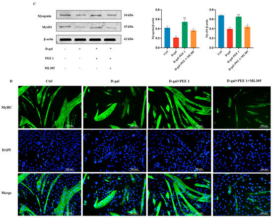 Propolis Ethanolic Extract Attenuates D-gal-induced C2C12 Cell