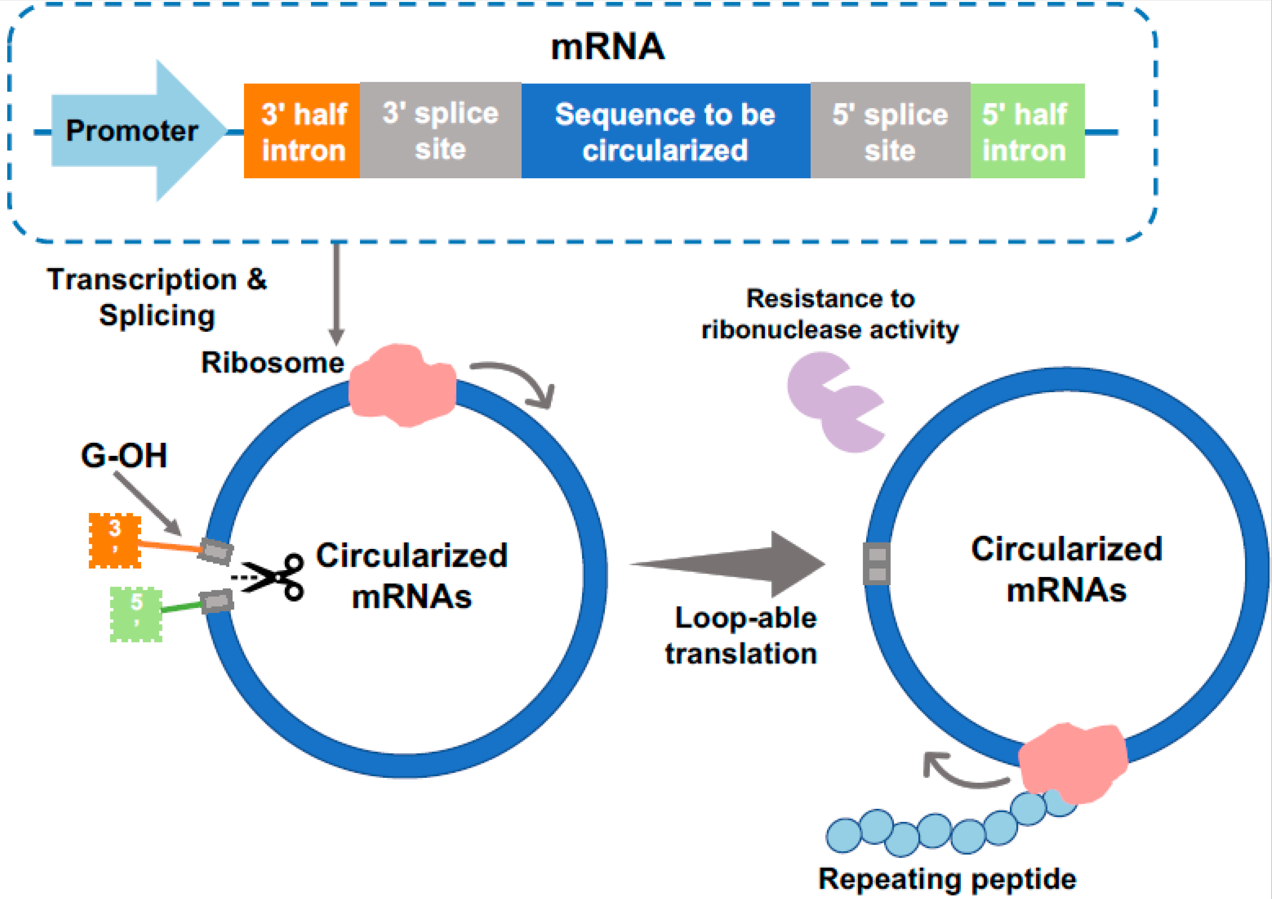 Ijms 24 06416 g002 Ijms 24 06416 g002